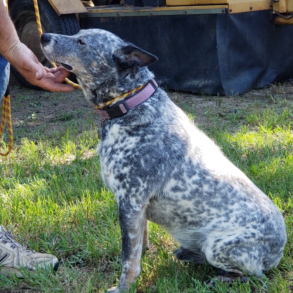 Toby, Adult Male Australian Cattle Dog / Blue Heeler