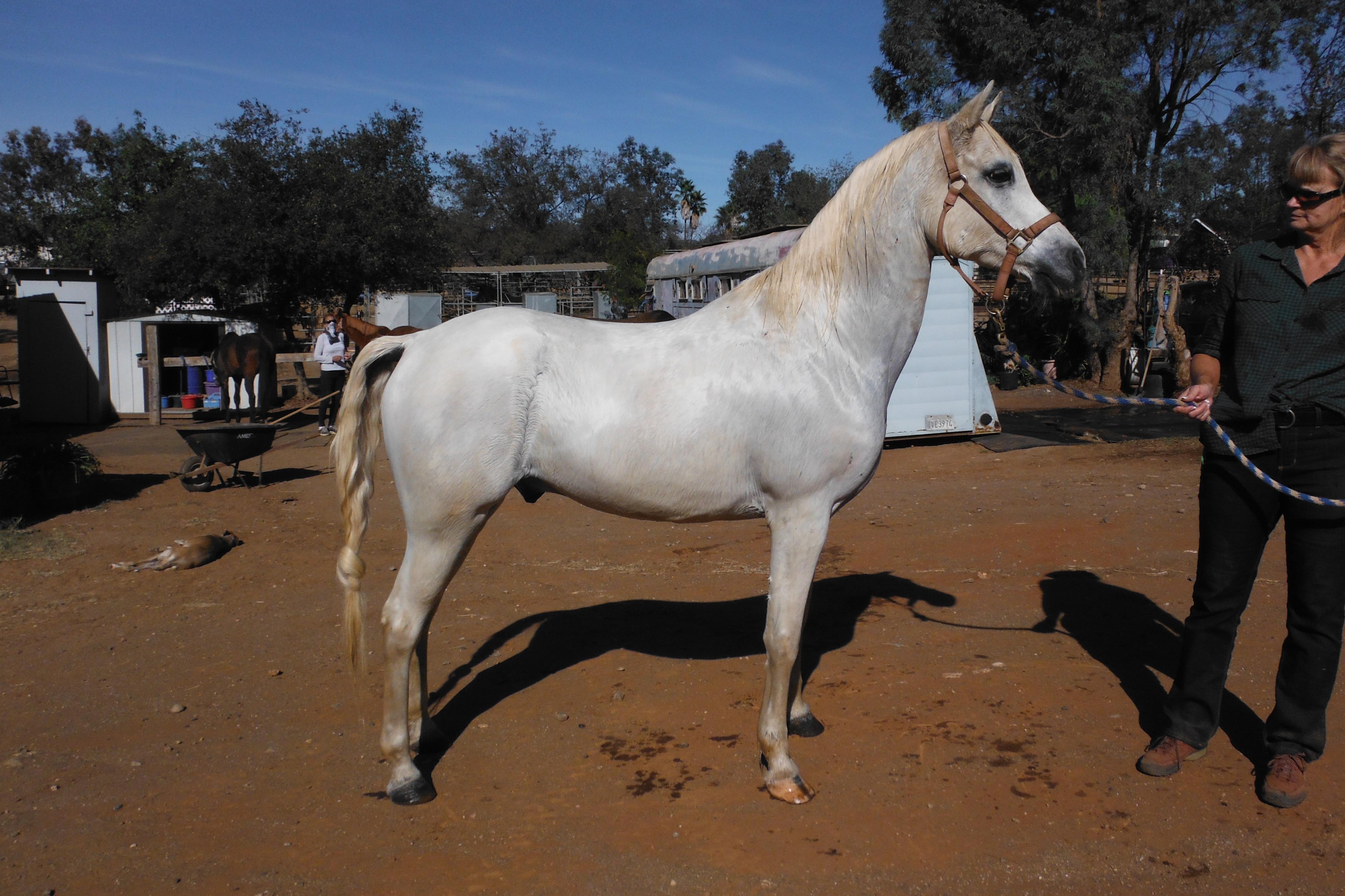 MS Shara Dream, a Adoptable Arabian in Valley Center, CA image 1/6