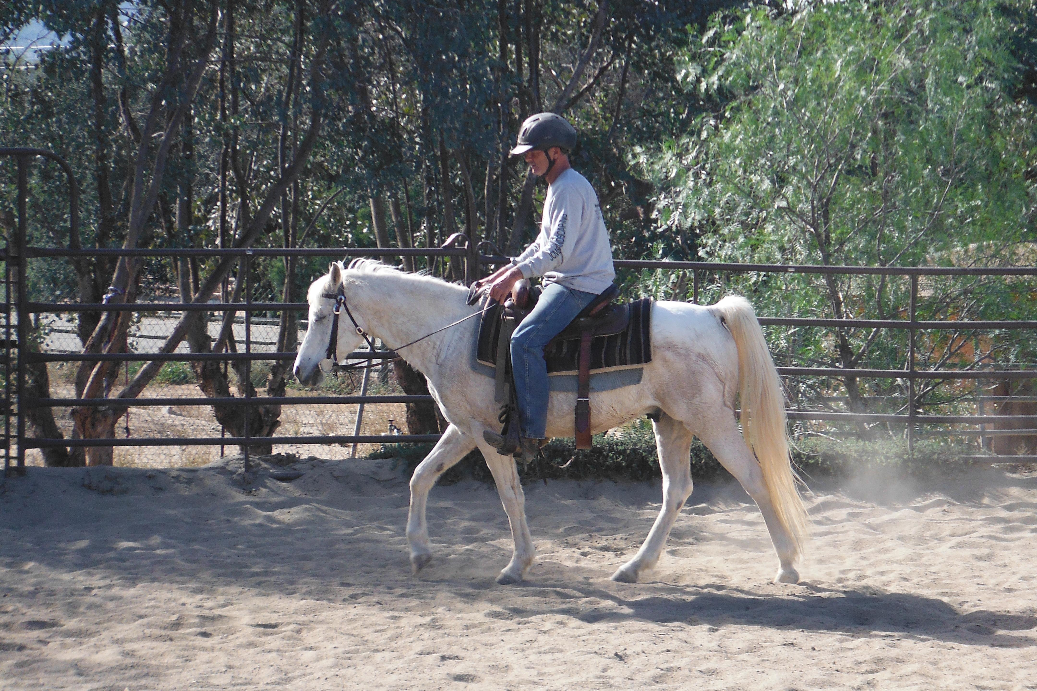 MS Shara Dream, a Adoptable Arabian in Valley Center, CA image 2/6