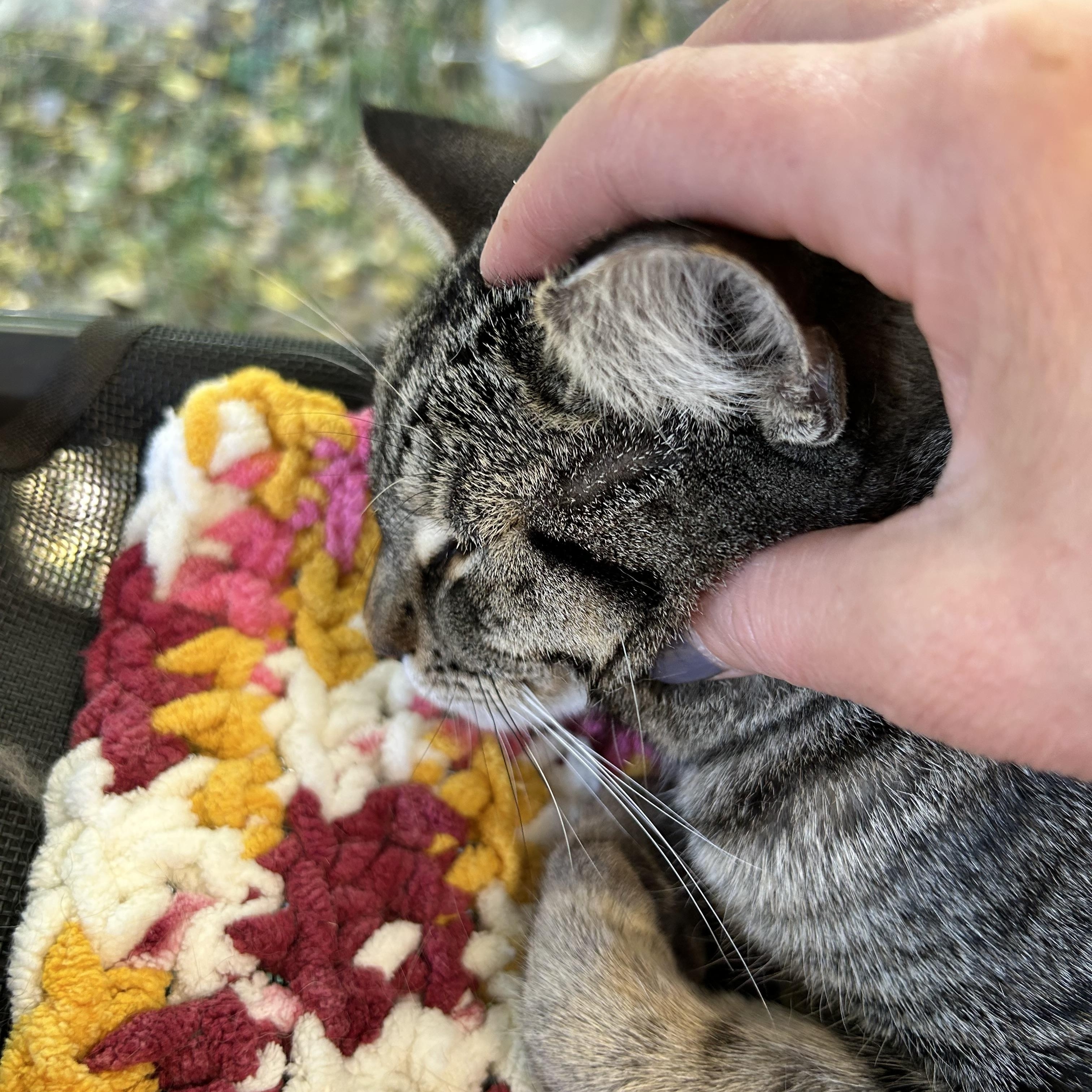 Enlarge Dumpling, a Adoptable Tabby in Grand Rapids, MI image 6/6