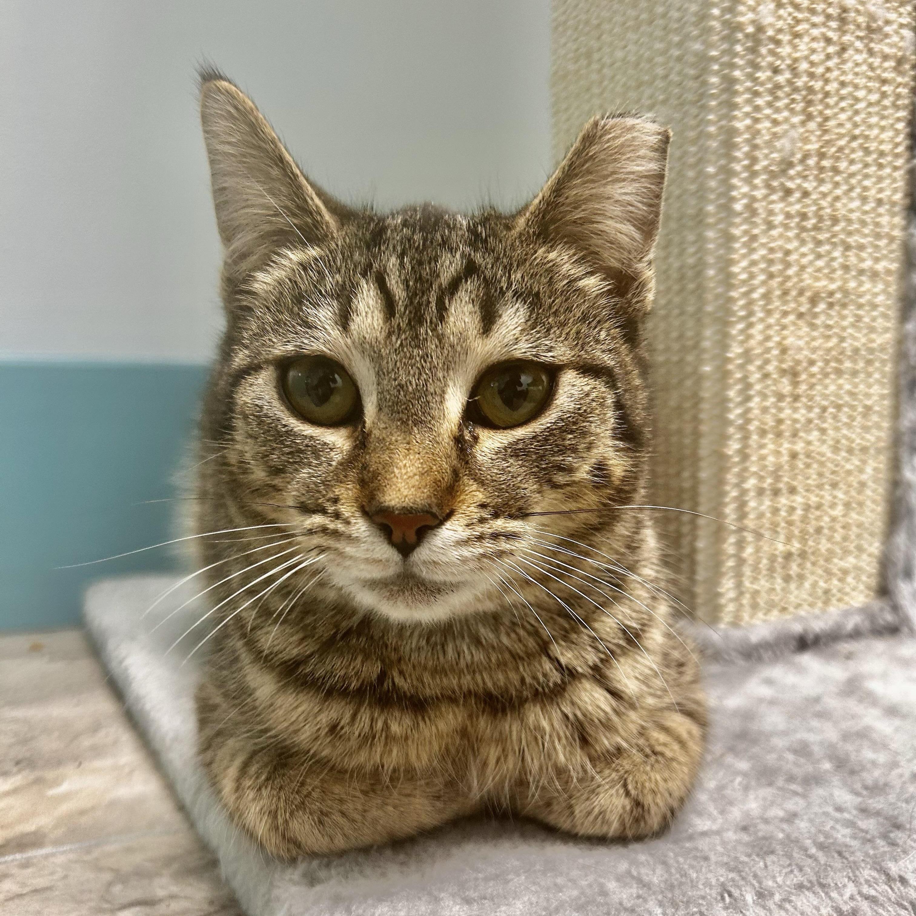 Enlarge Dumpling, a Adoptable Tabby in Grand Rapids, MI image 5/6