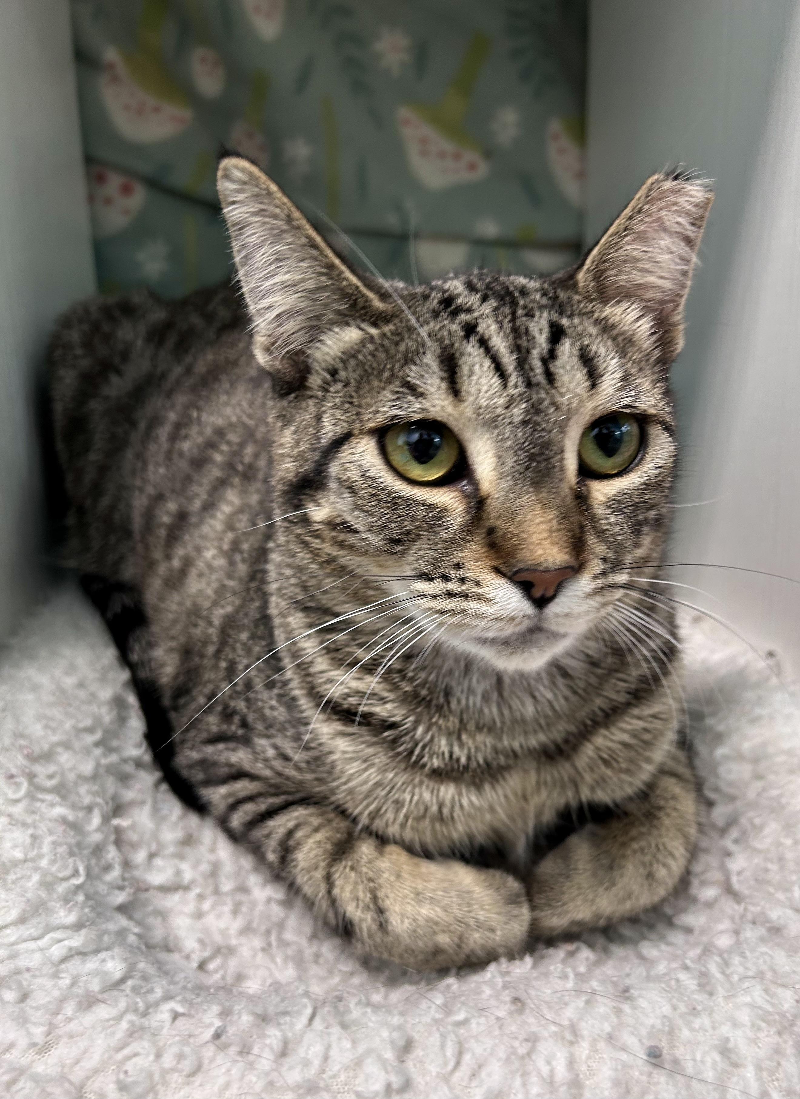 Enlarge Dumpling, a Adoptable Tabby in Grand Rapids, MI image 1/6
