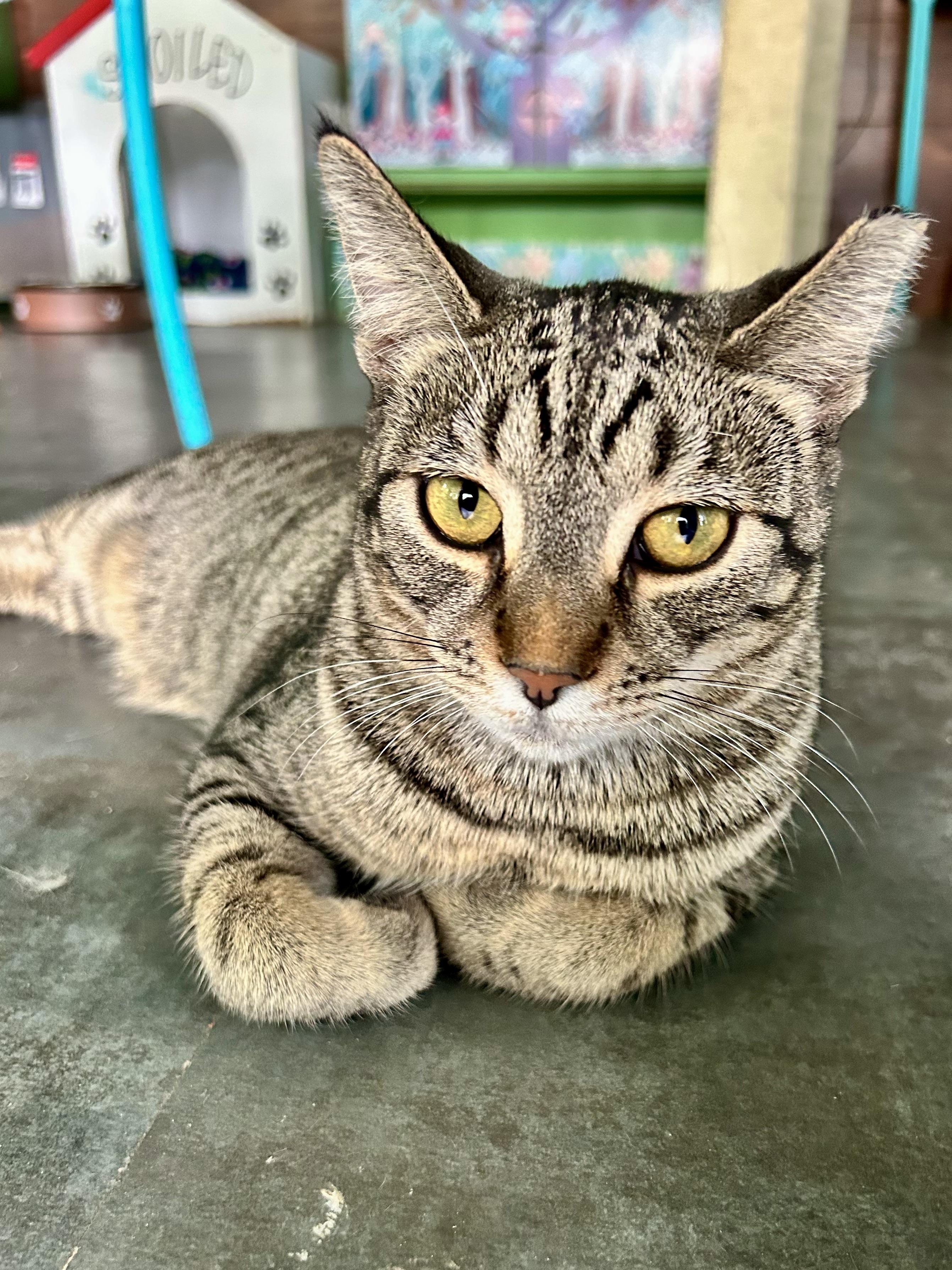 Enlarge Dumpling, a Adoptable Tabby in Grand Rapids, MI image 1/6