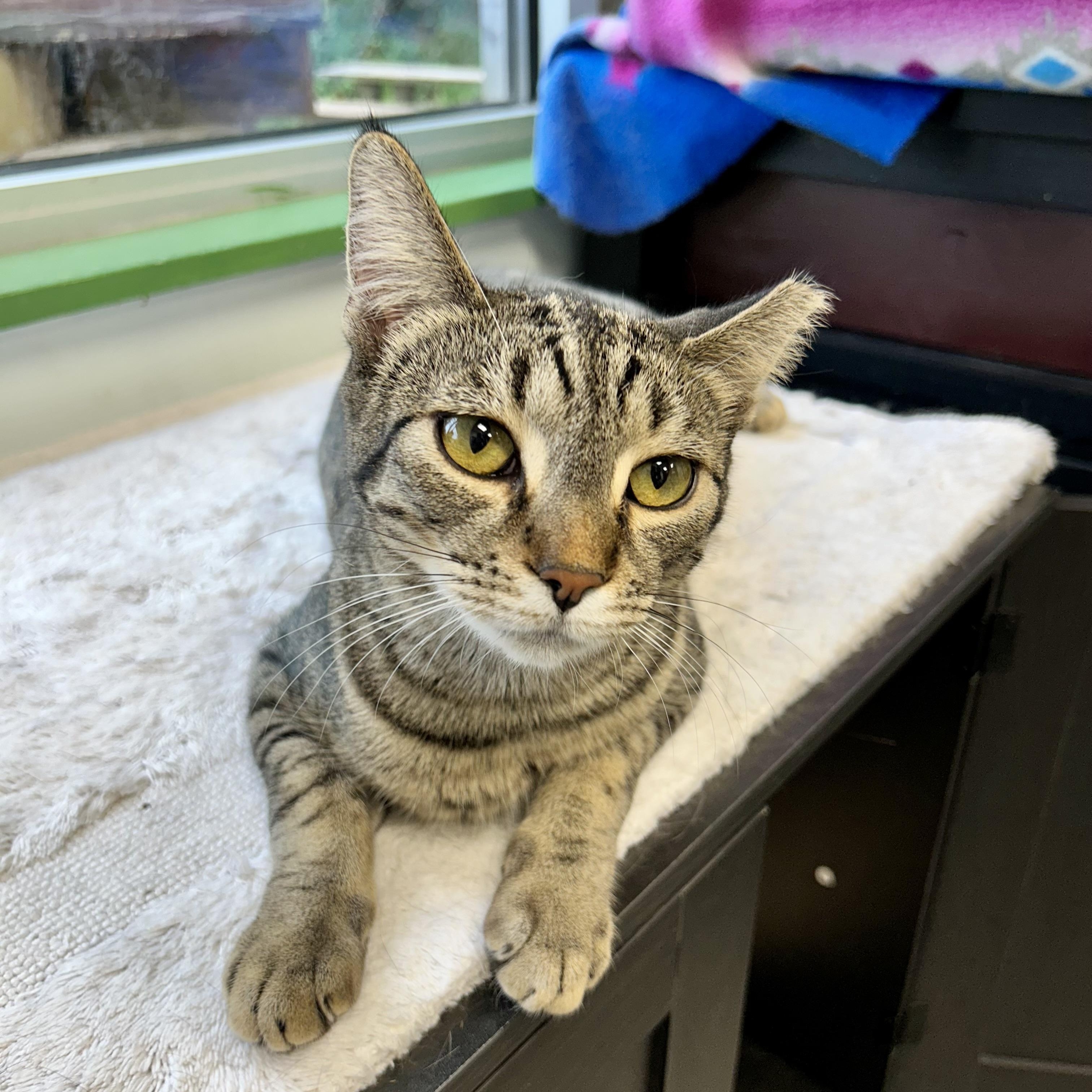 Enlarge Dumpling, a Adoptable Tabby in Grand Rapids, MI image 1/6