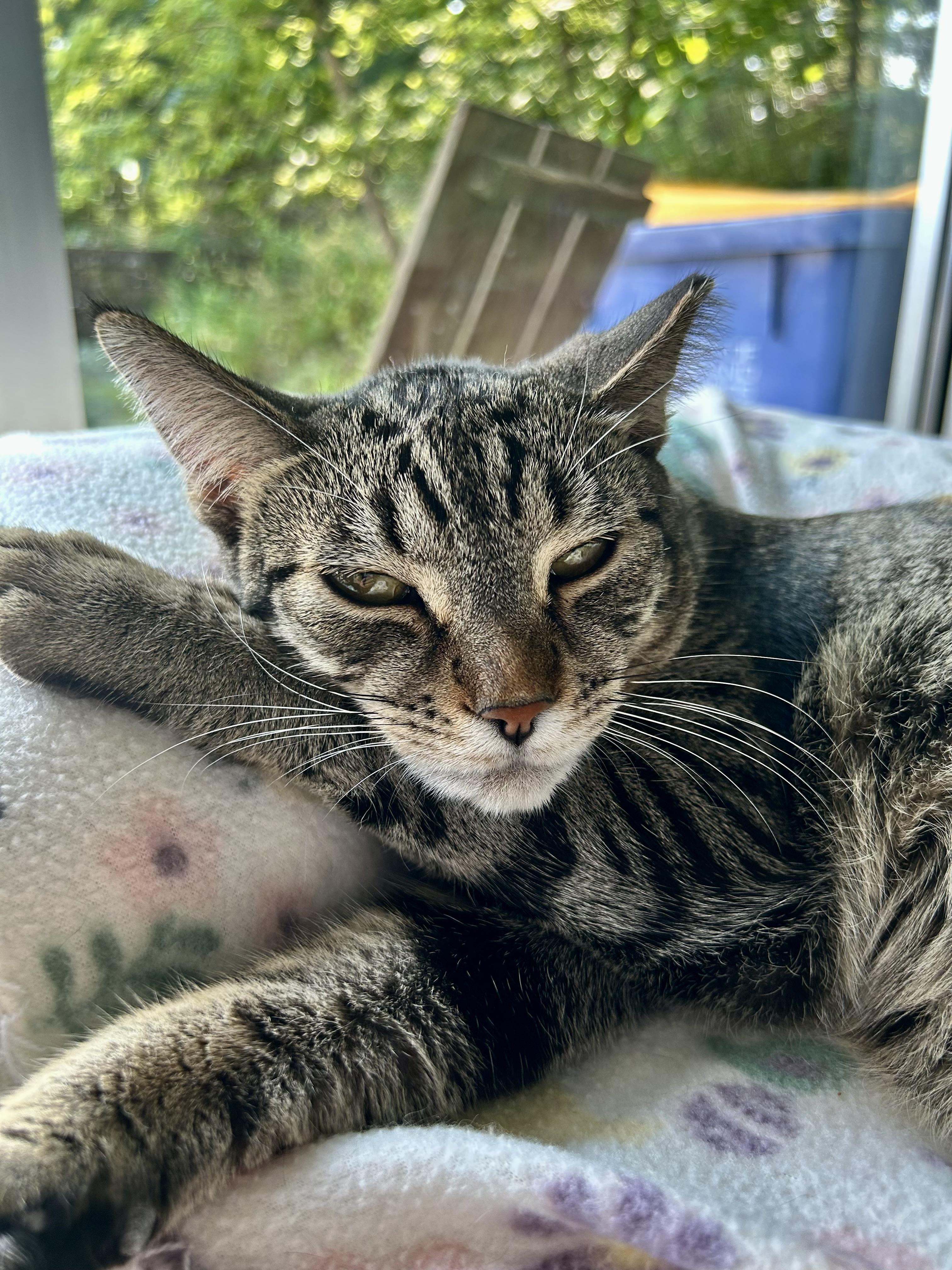 Enlarge Dumpling, a Adoptable Tabby in Grand Rapids, MI image 6/6