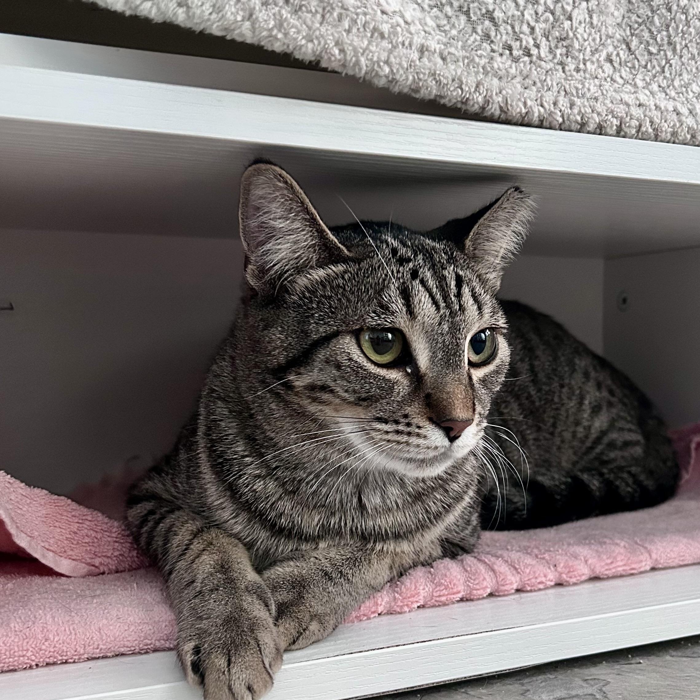 Enlarge Dumpling, a Adoptable Tabby in Grand Rapids, MI image 6/6