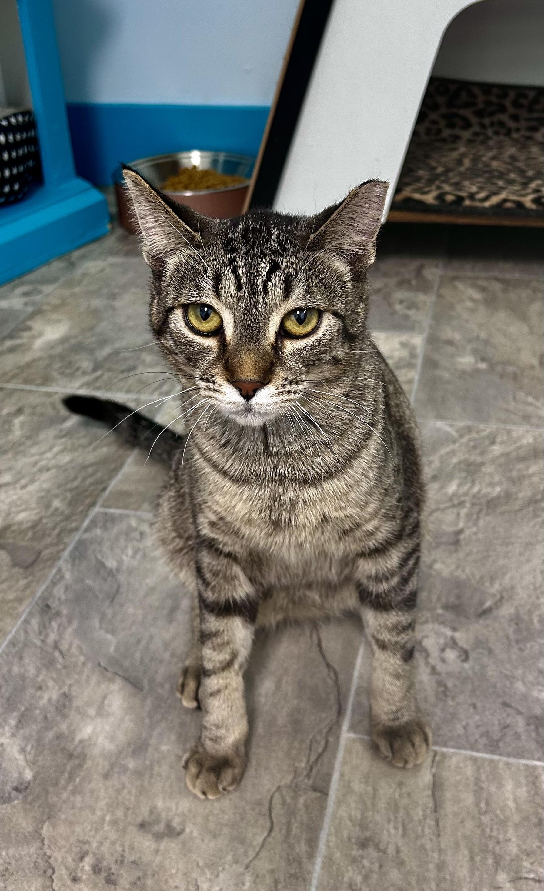 Enlarge Dumpling, a Adoptable Tabby in Grand Rapids, MI image 3/6