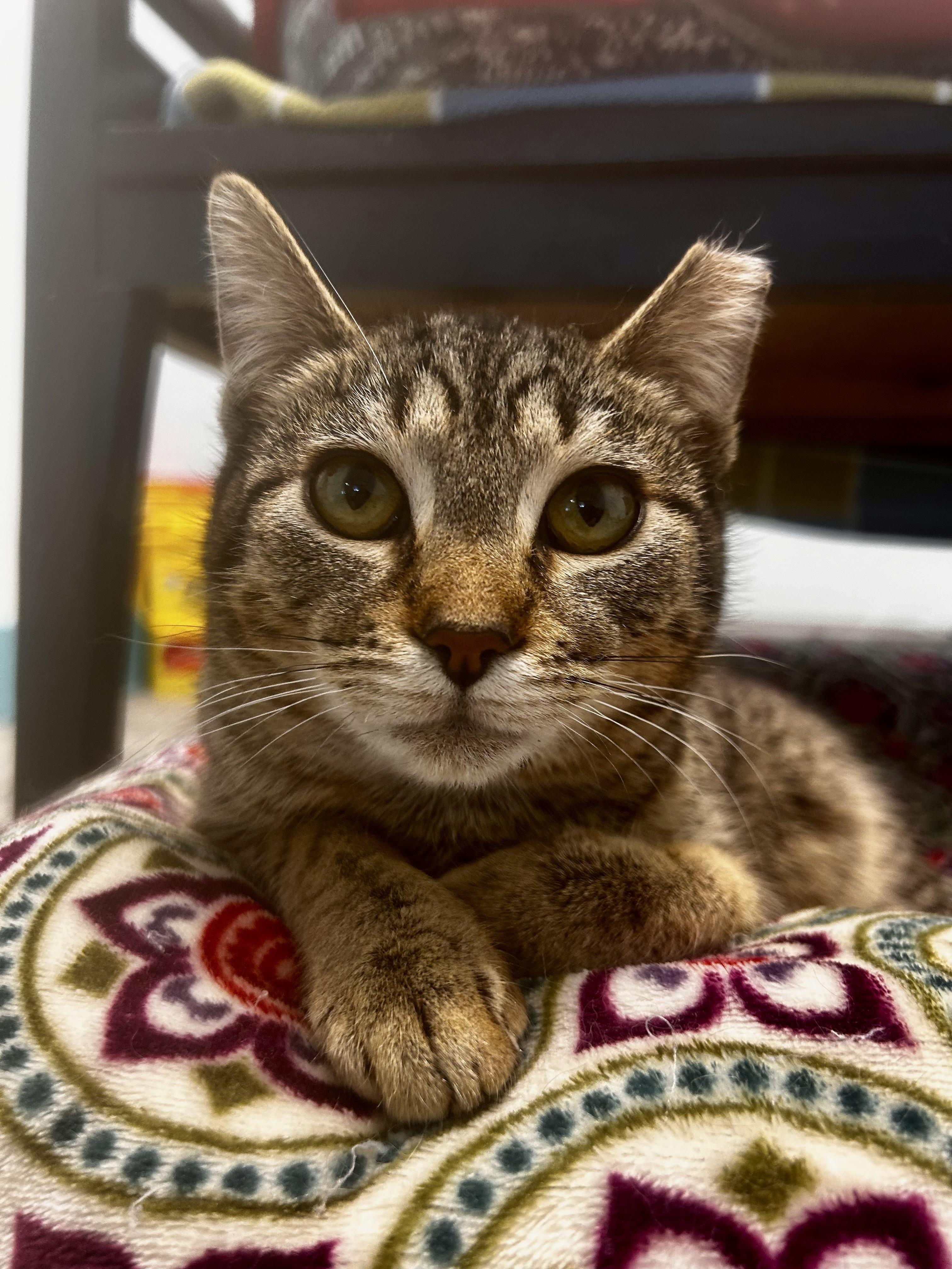 Enlarge Dumpling, a Adoptable Tabby in Grand Rapids, MI image 2/6