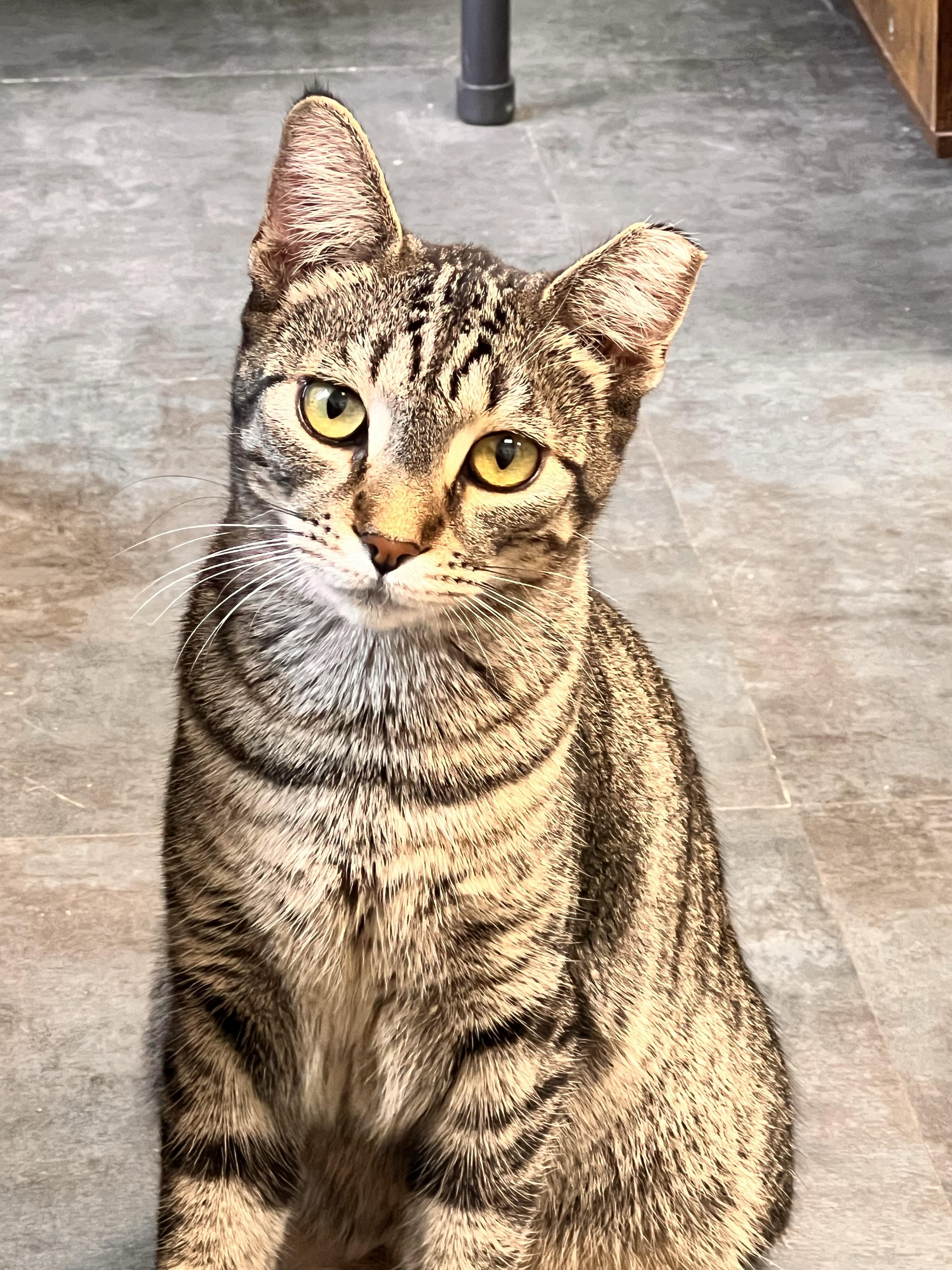 Dumpling, Adoptable, Young Male Tabby.