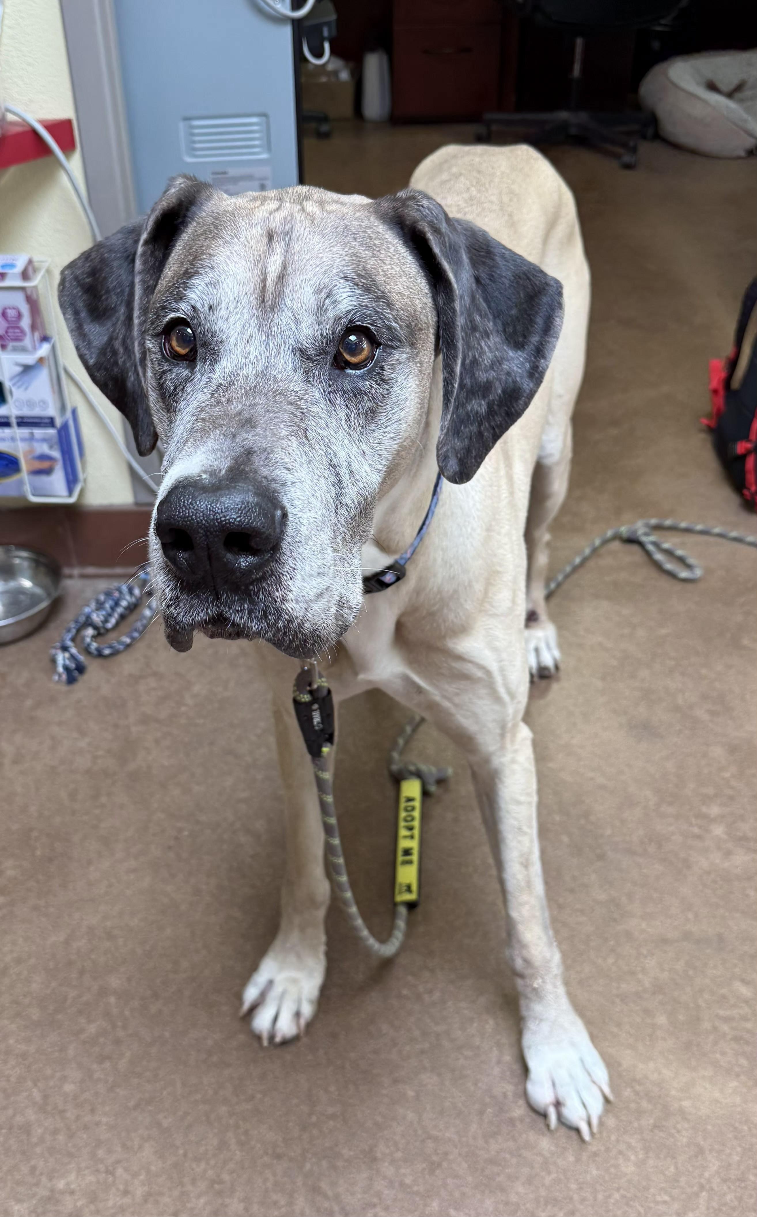 Enlarge Duke, an adopted Great Dane in Sierra Vista, AZ image 2/2