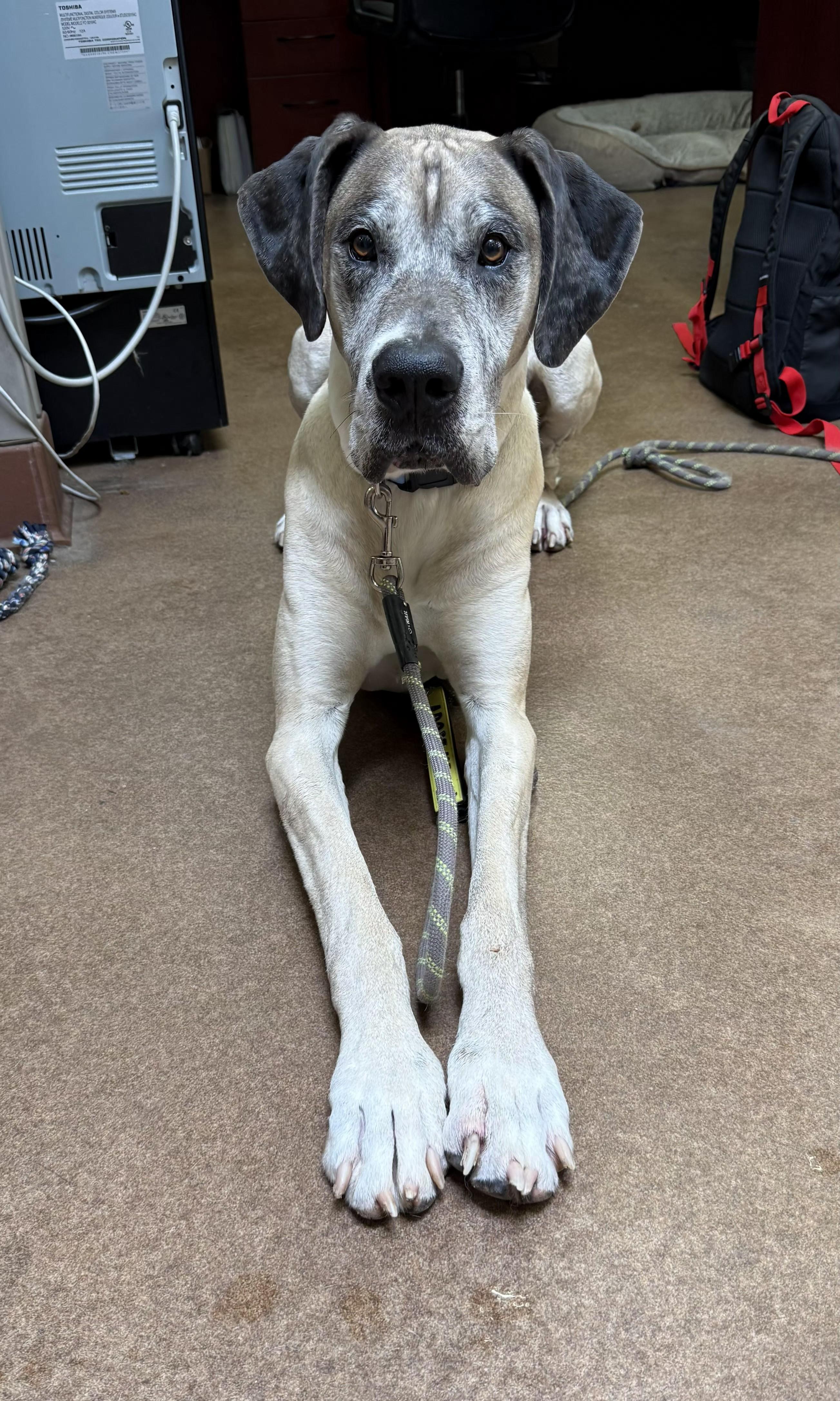 Duke, adopted, Adult Male Great Dane.