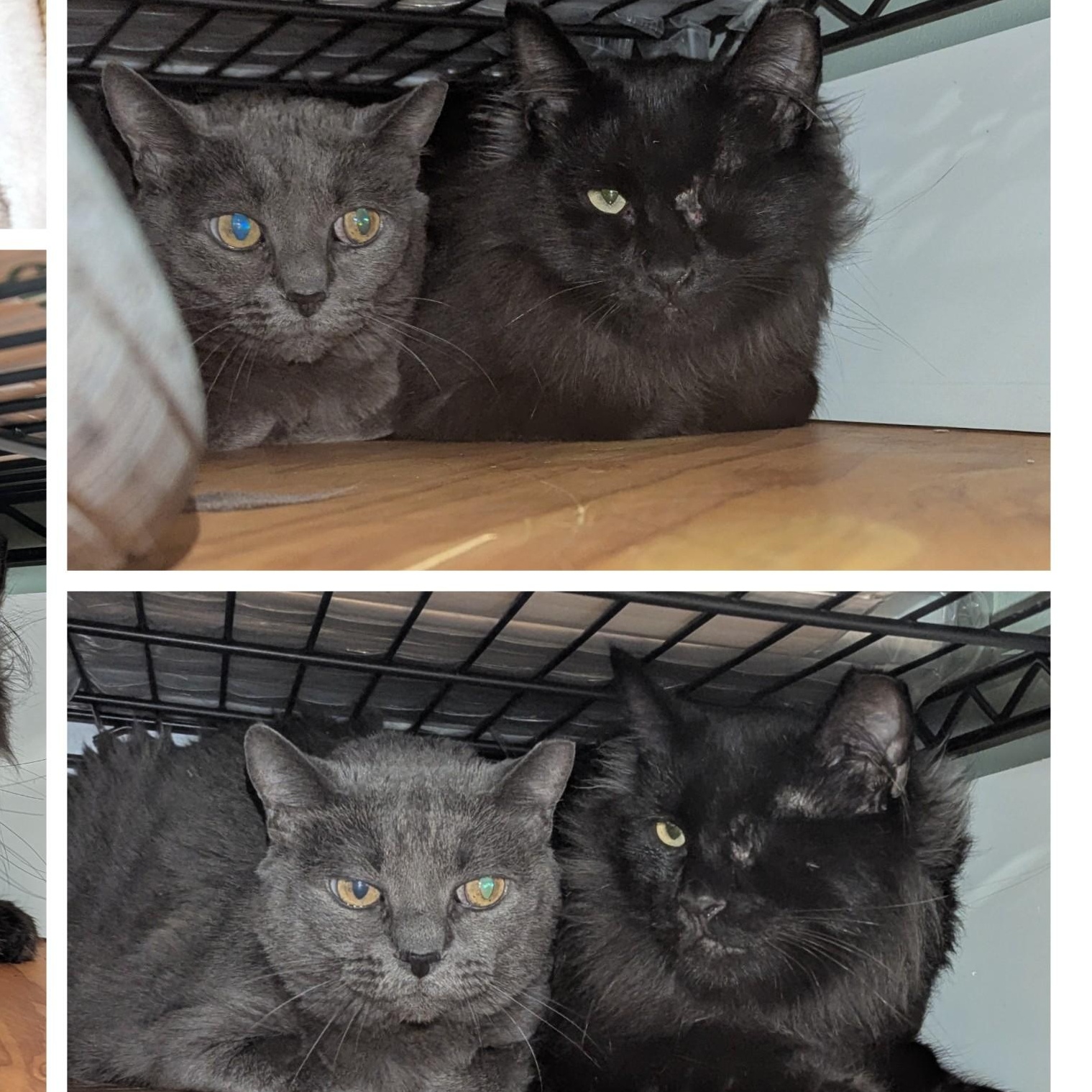 Dallas and Mouse - Indoor Shop Ferals