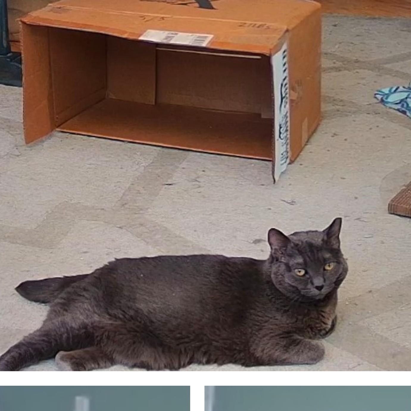 Dallas and Mouse - Indoor Shop Ferals