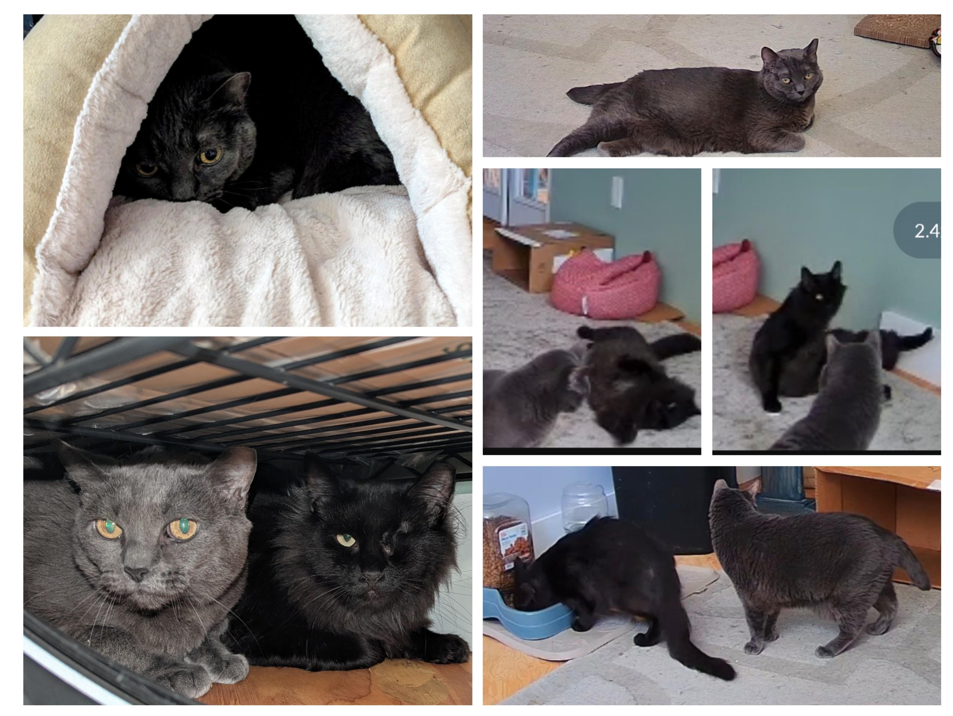 Dallas and Mouse - Indoor Shop Ferals