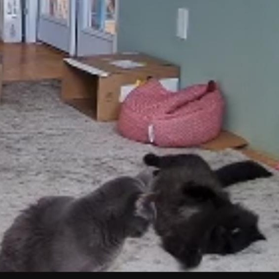 Enlarge Dallas and Mouse - Indoor Shop Ferals, a Adoptable mixed breed in West Richland, WA image 2/4