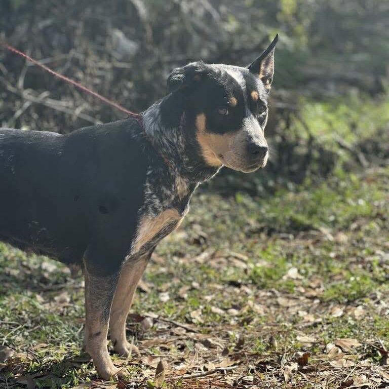 Darlene, Adoptable, Adult Female Australian Cattle Dog / Blue Heeler & Mixed Breed.