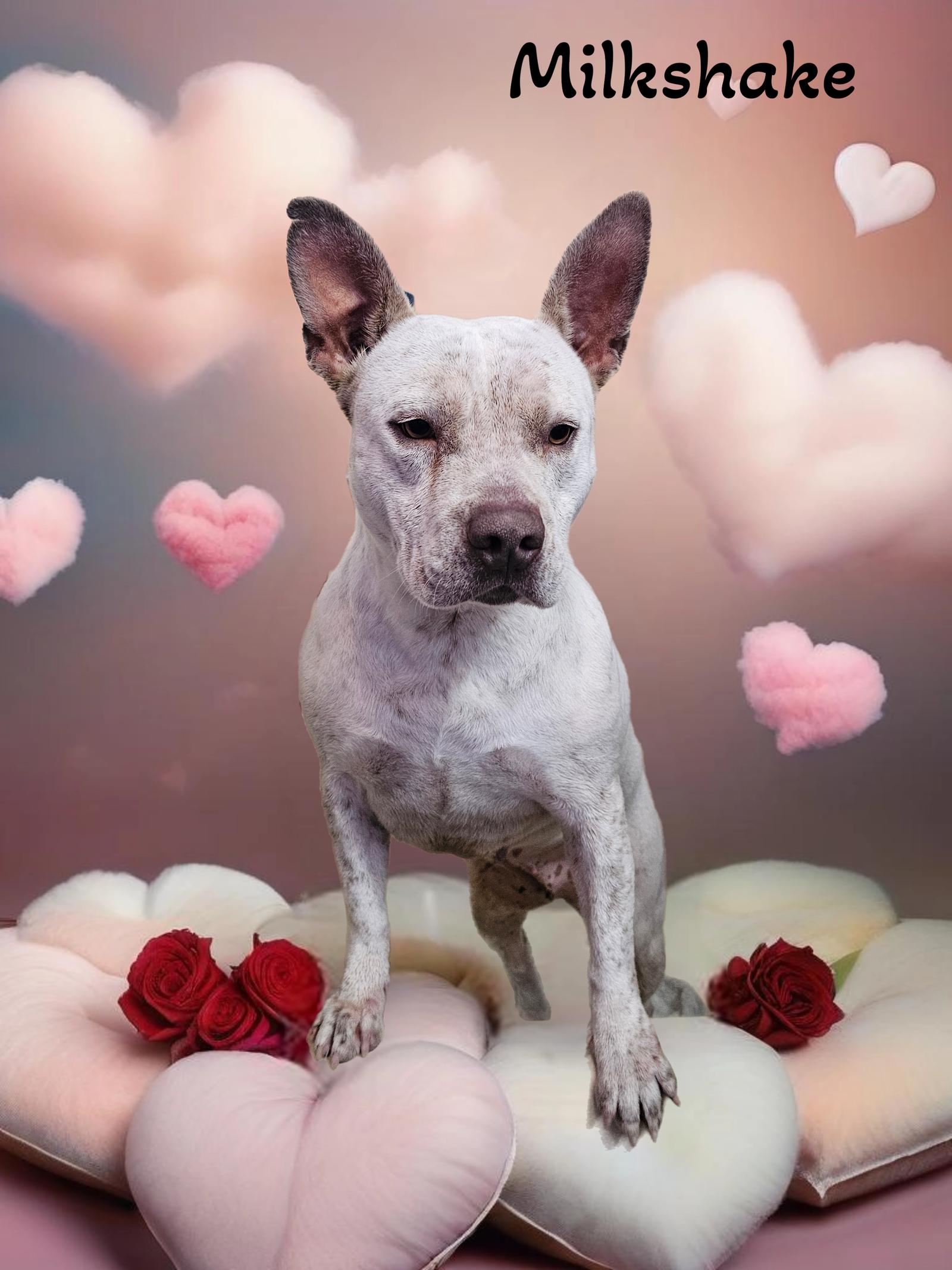 Enlarge Milkshake, a Adoptable mixed breed in Phelan, CA image 1/6