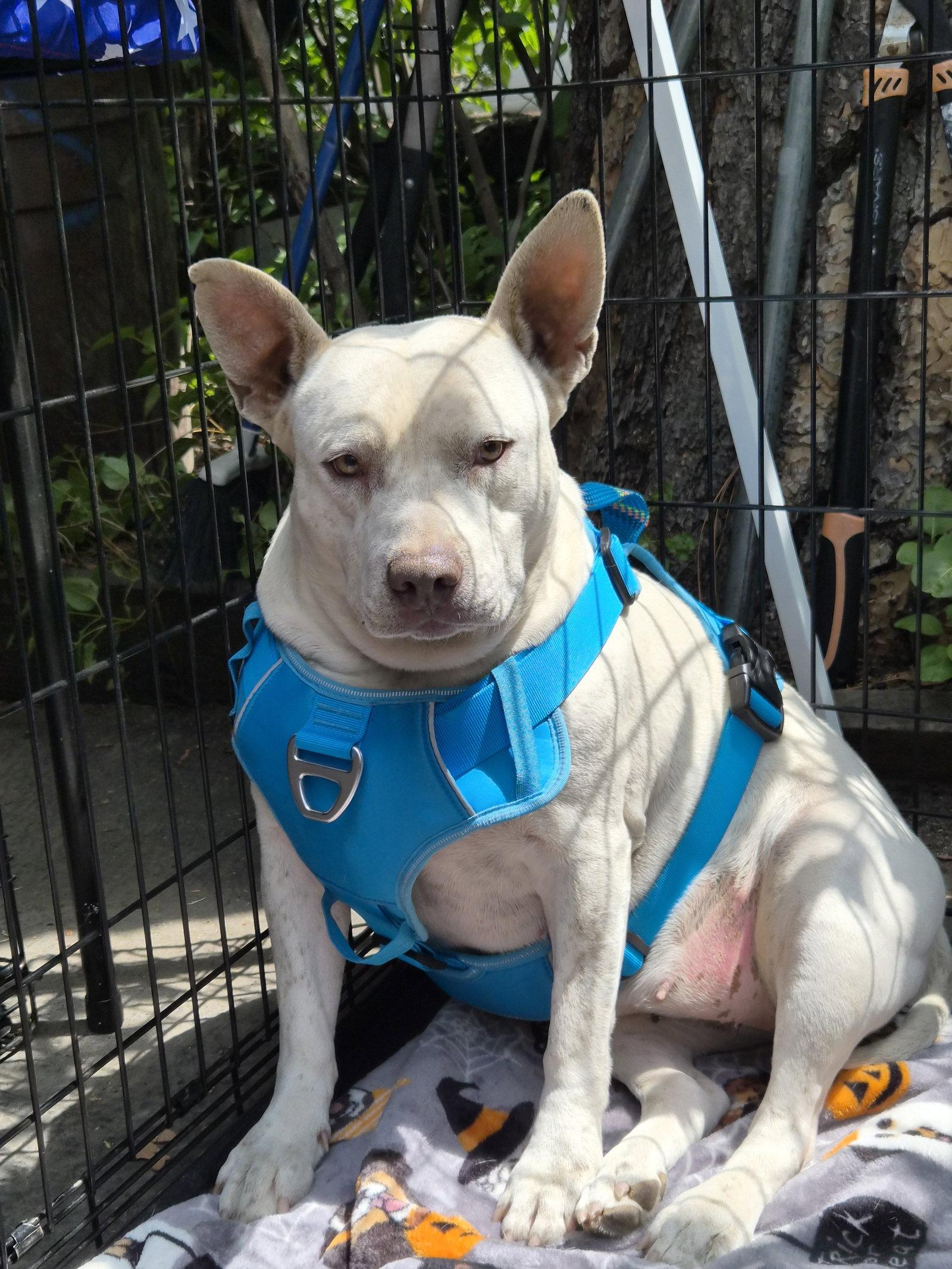 Milkshake, a Adoptable mixed breed in Phelan, CA image 2/3