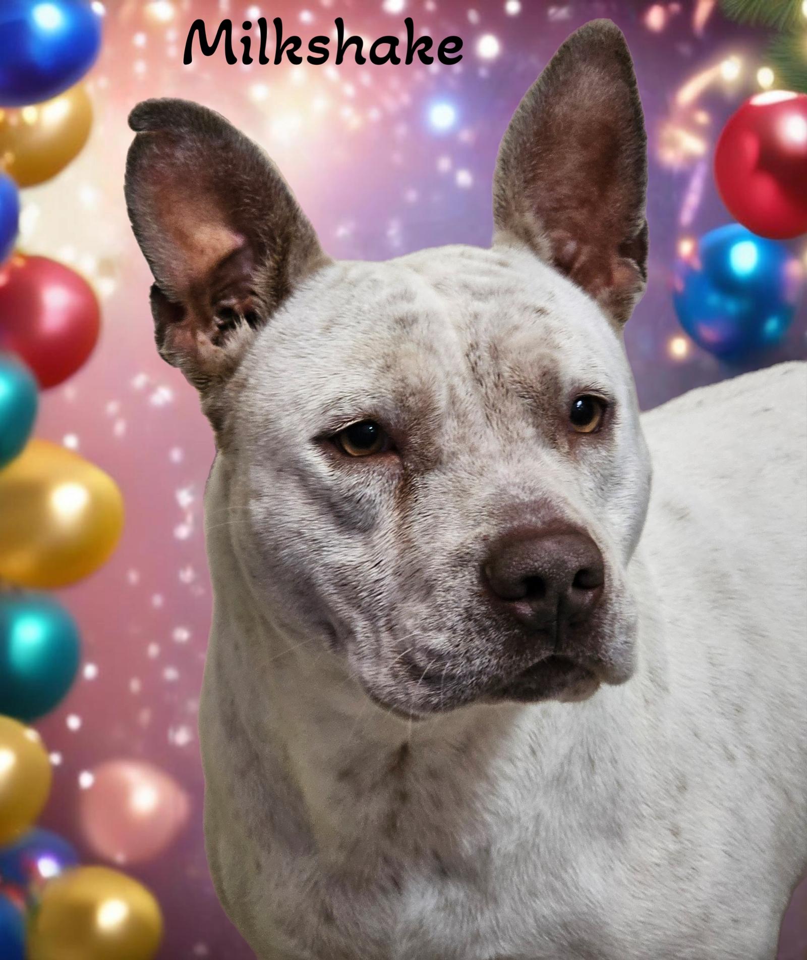 Enlarge Milkshake, a Adoptable mixed breed in Phelan, CA image 2/6