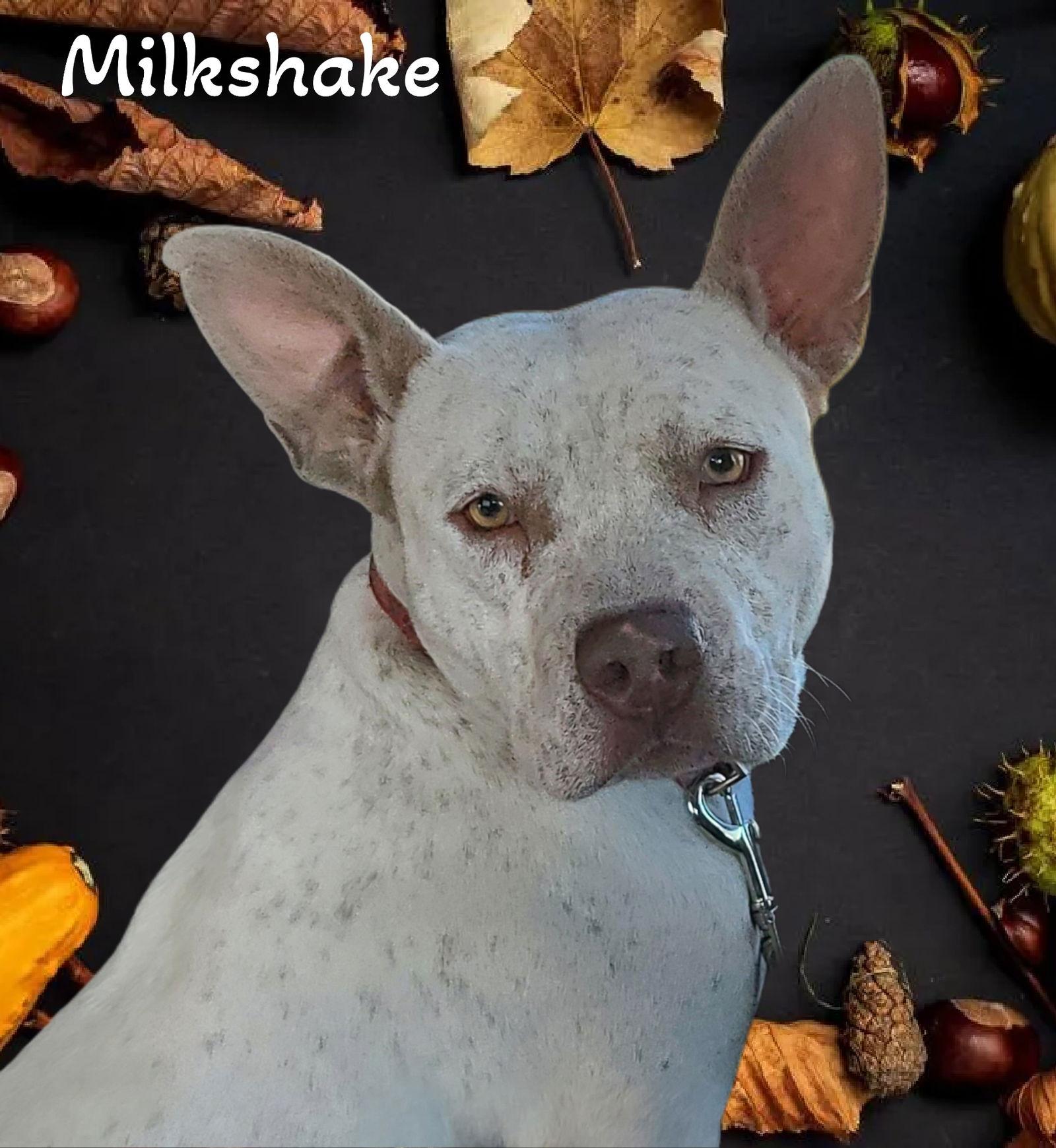 Enlarge Milkshake, a Adoptable mixed breed in Phelan, CA image 3/6
