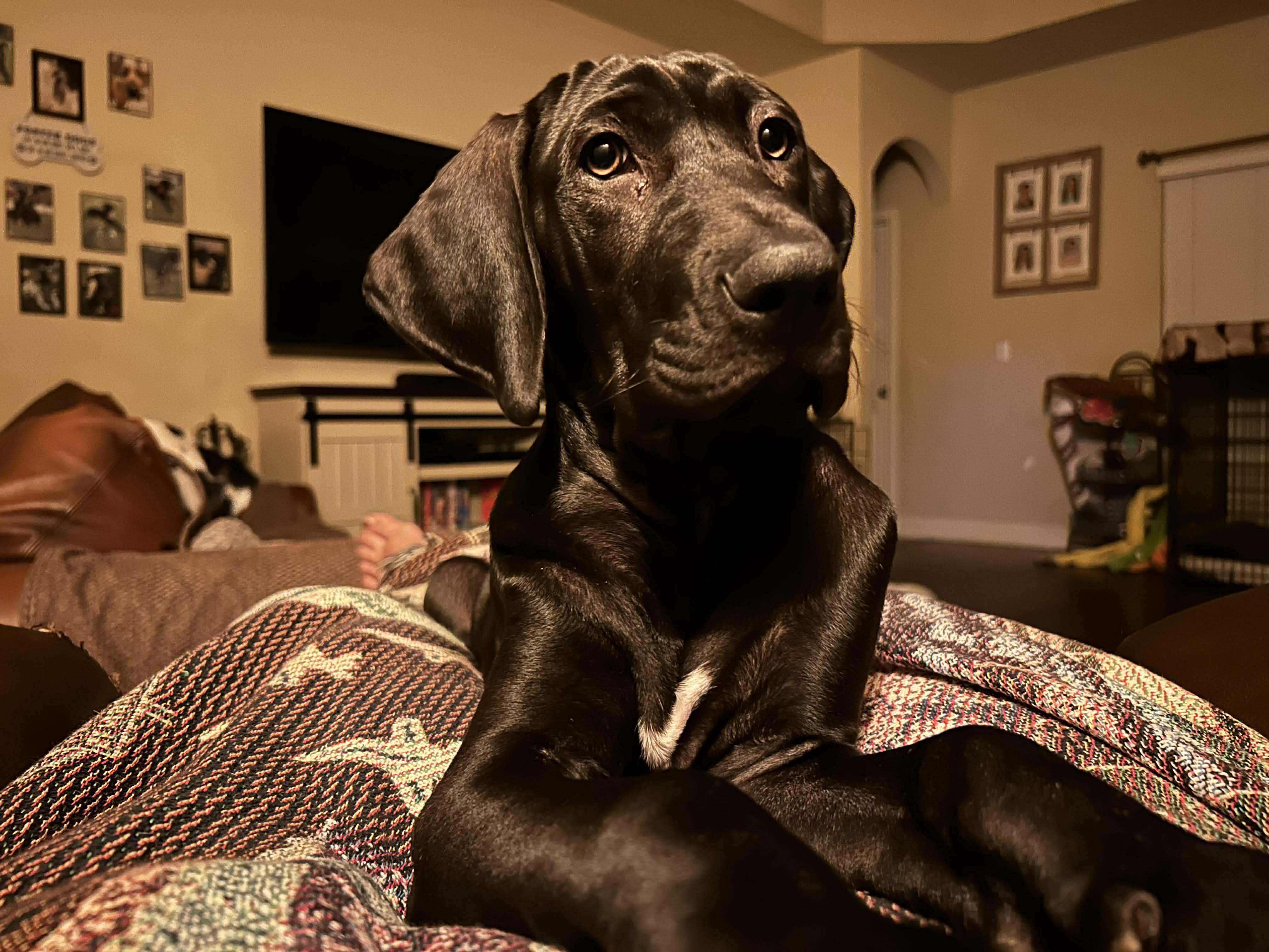 Enlarge Pumpkin, a ADOPTABLE Great Dane in Pensacola, FL image 3/6