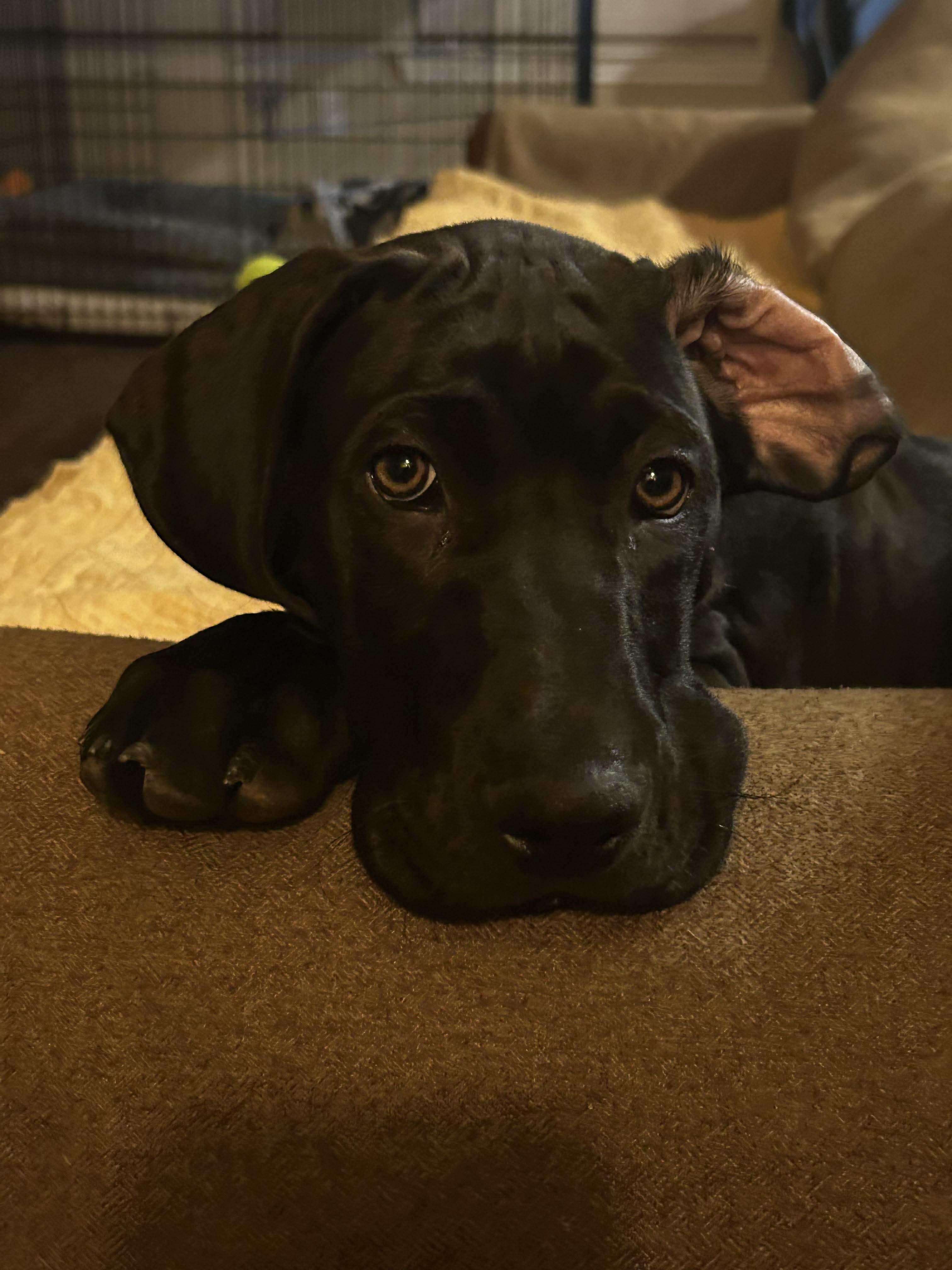 Enlarge Pumpkin, a ADOPTABLE Great Dane in Pensacola, FL image 5/6