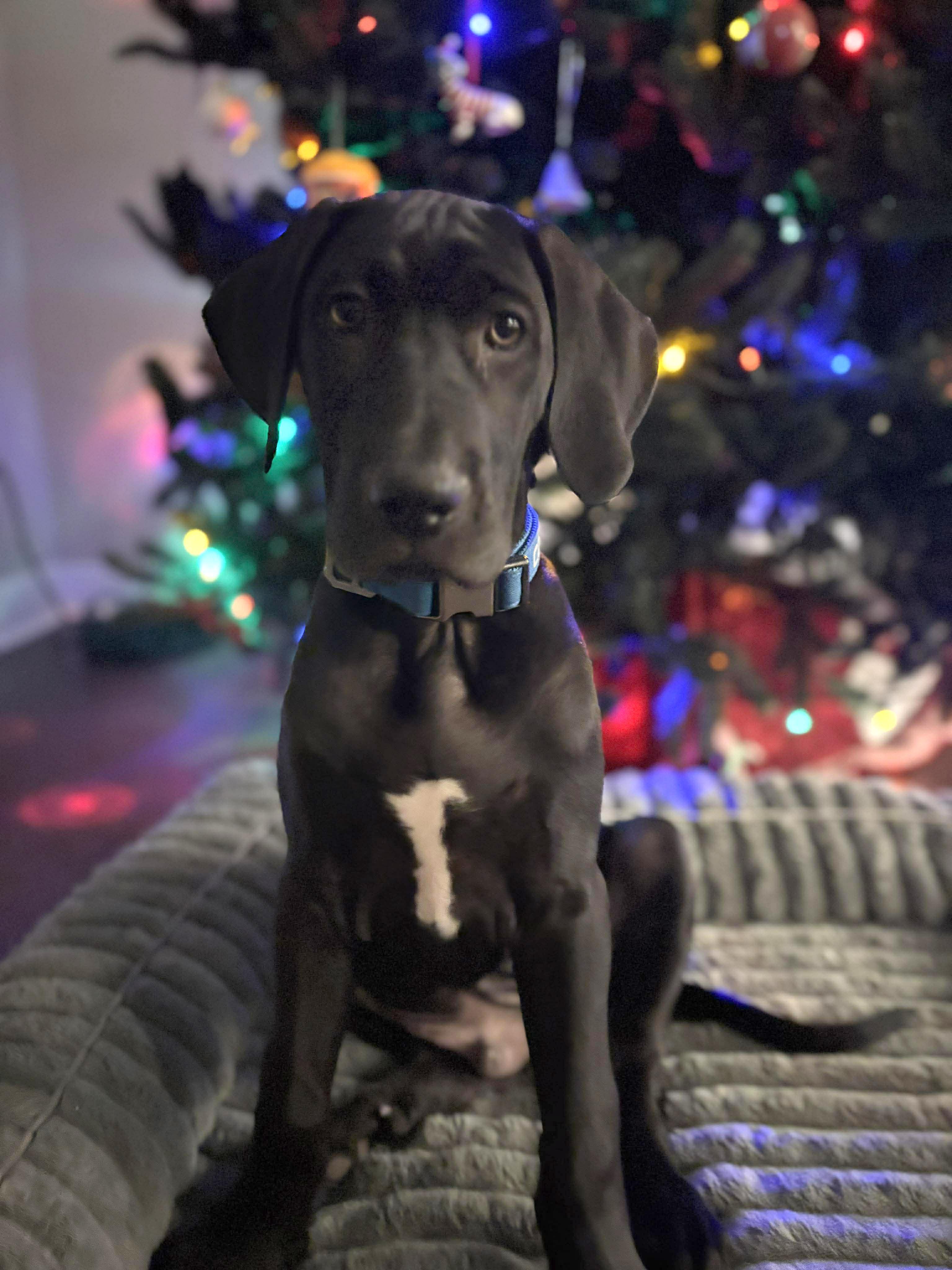 Pumpkin, ADOPTABLE, Puppy Male Great Dane.