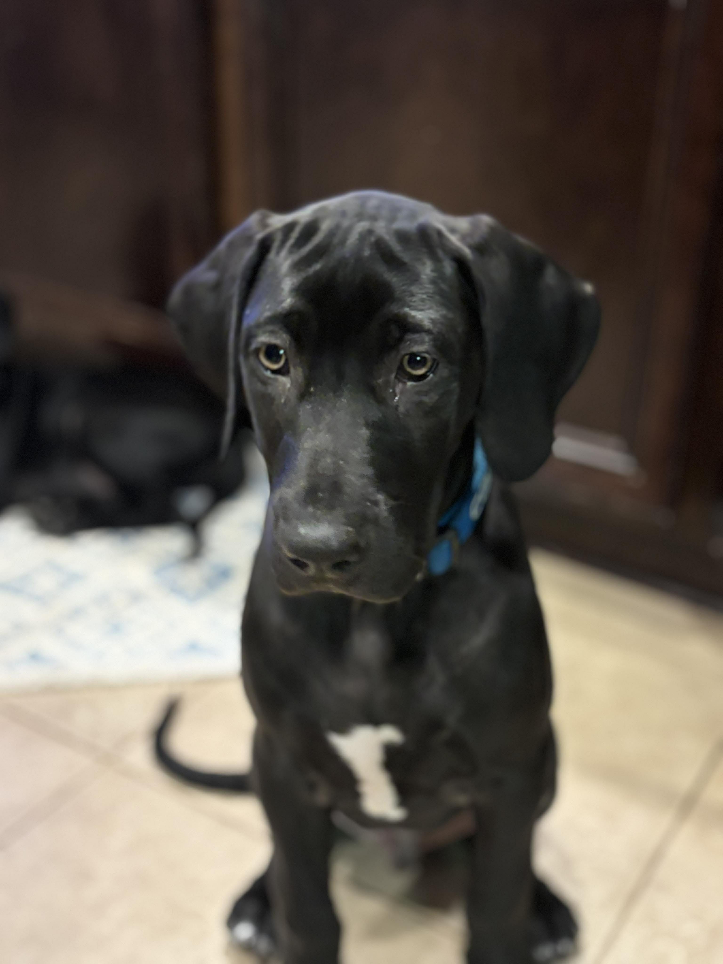 Enlarge Pumpkin, a ADOPTABLE Great Dane in Pensacola, FL image 2/6
