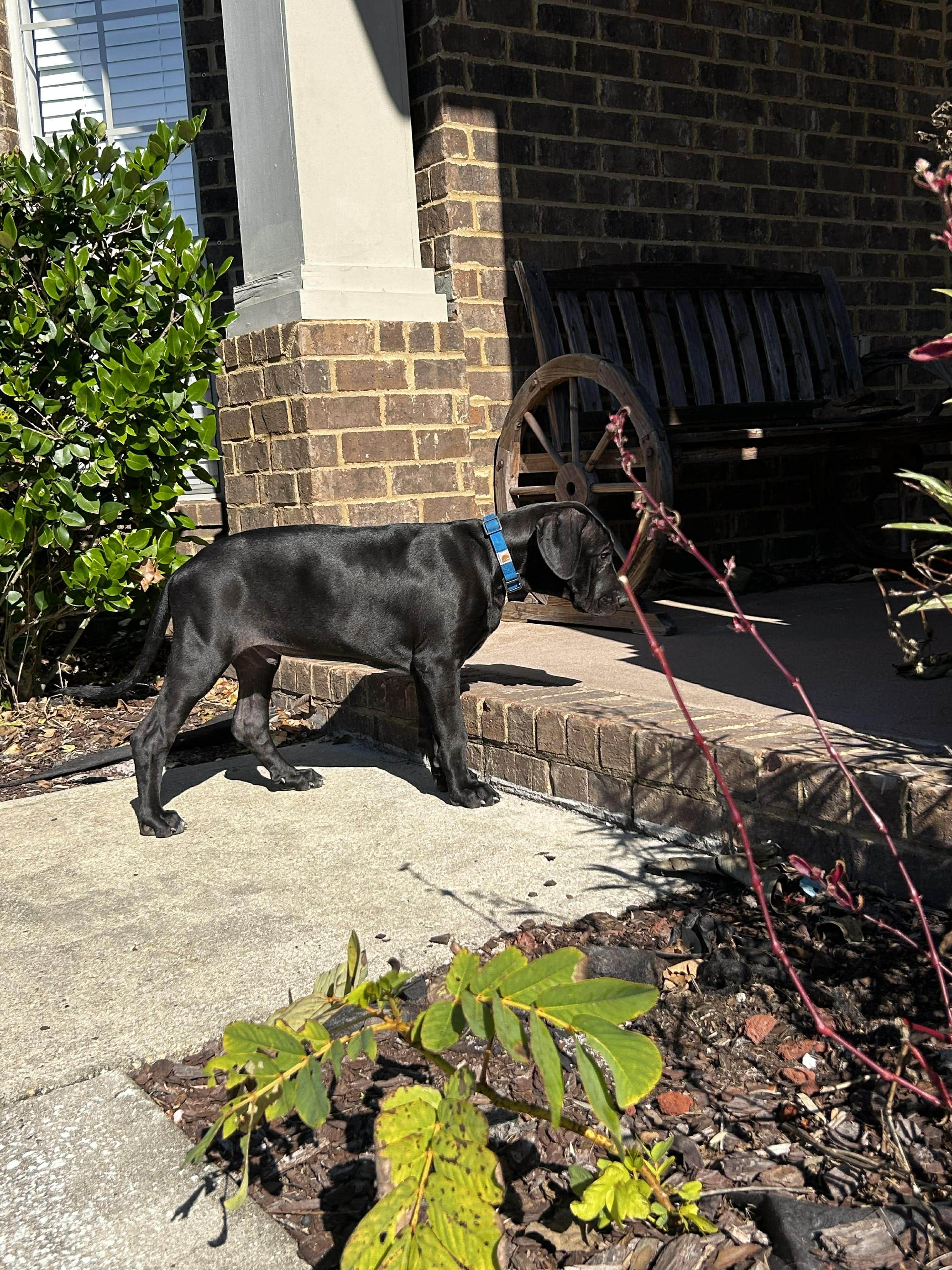 Enlarge Pumpkin, a ADOPTABLE Great Dane in Pensacola, FL image 6/6