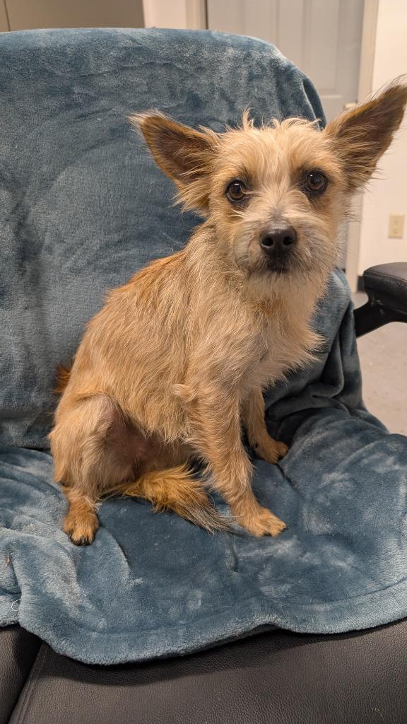 Enlarge Winn Dixie, a Adoptable mixed breed in Seven Points, TX image 1/1