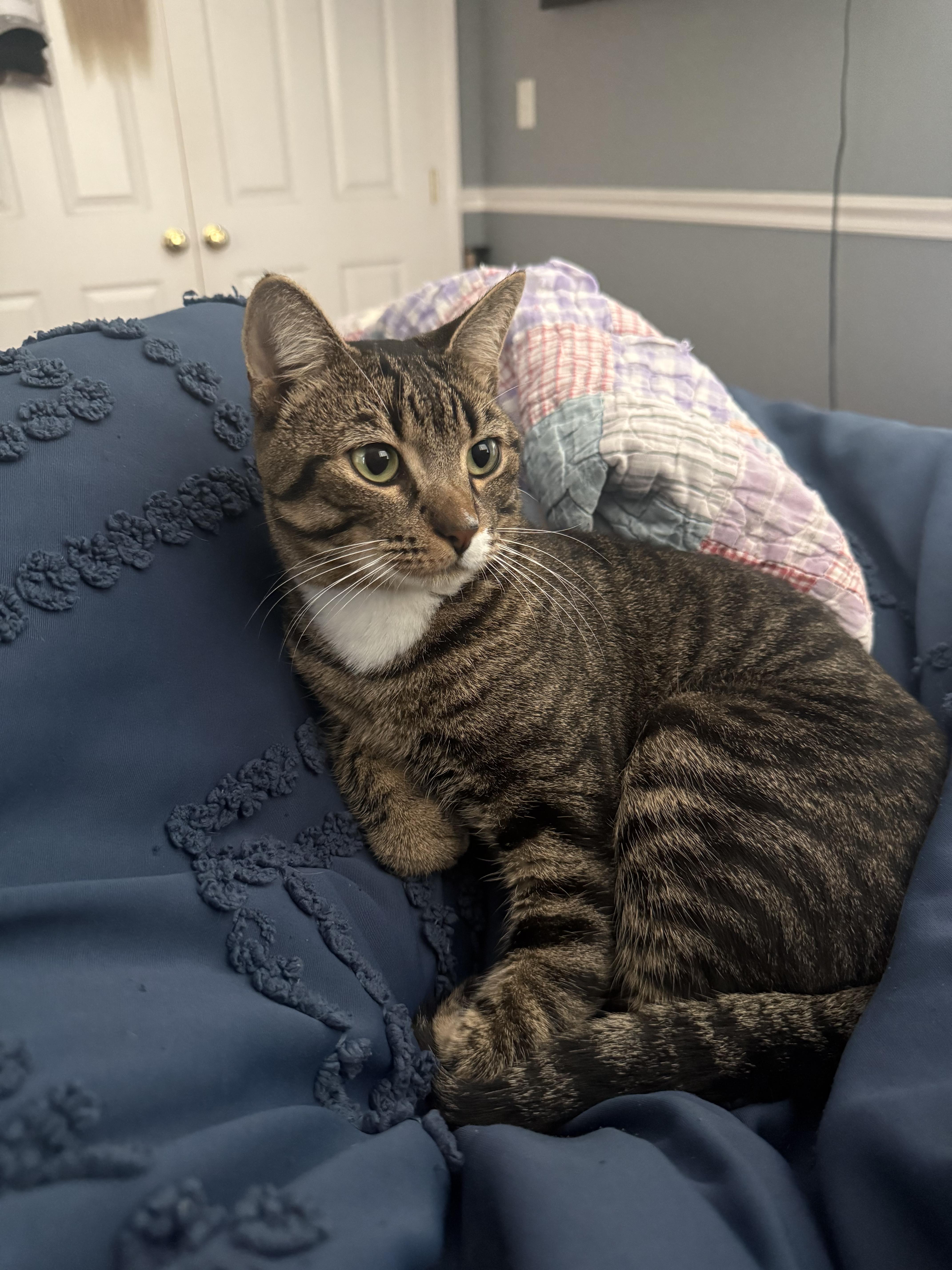 Enlarge Remy, a Adopted Domestic Short Hair in Odenton, MD image 4/6