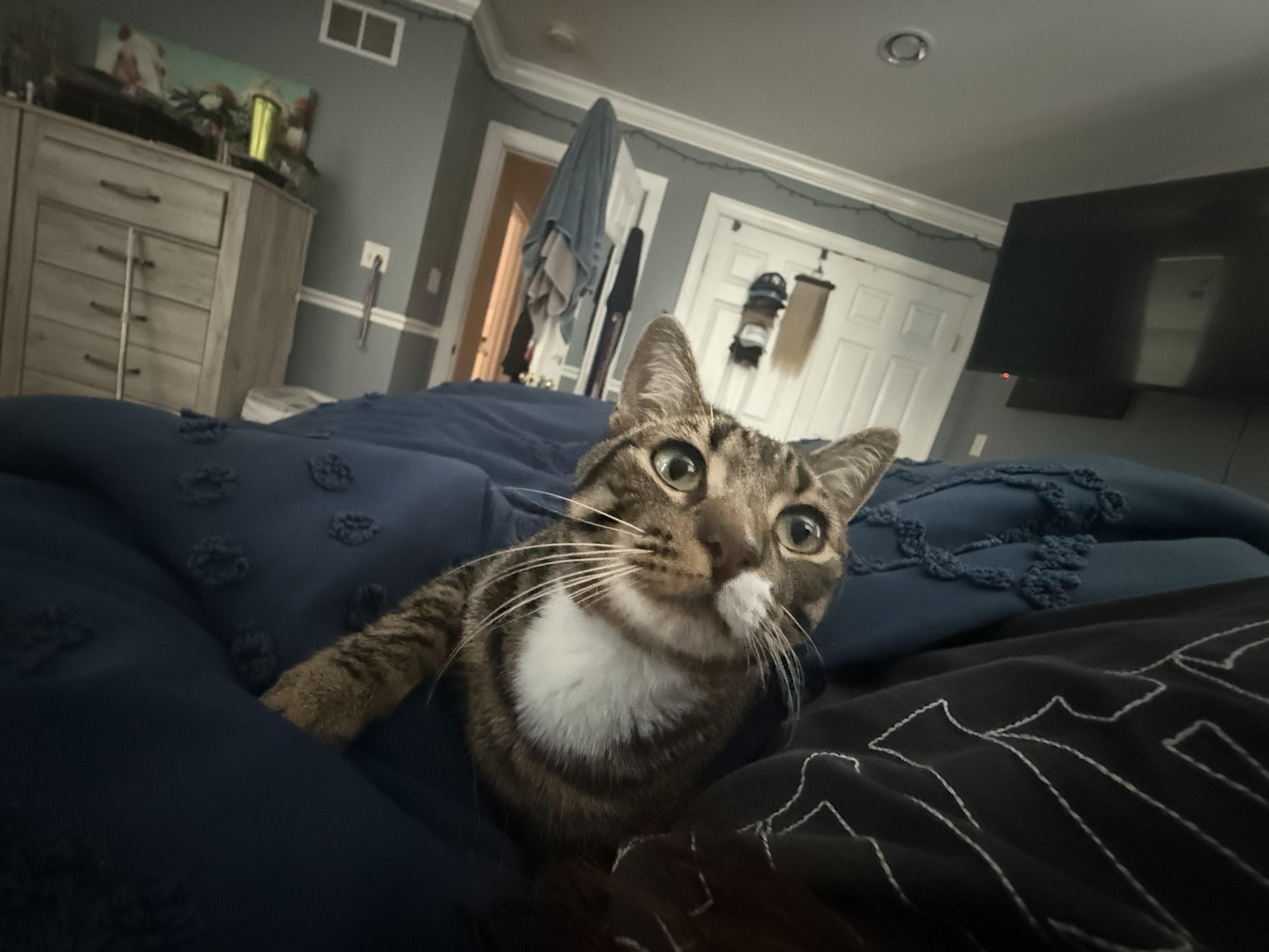 Enlarge Remy, a Adopted Domestic Short Hair in Odenton, MD image 2/6