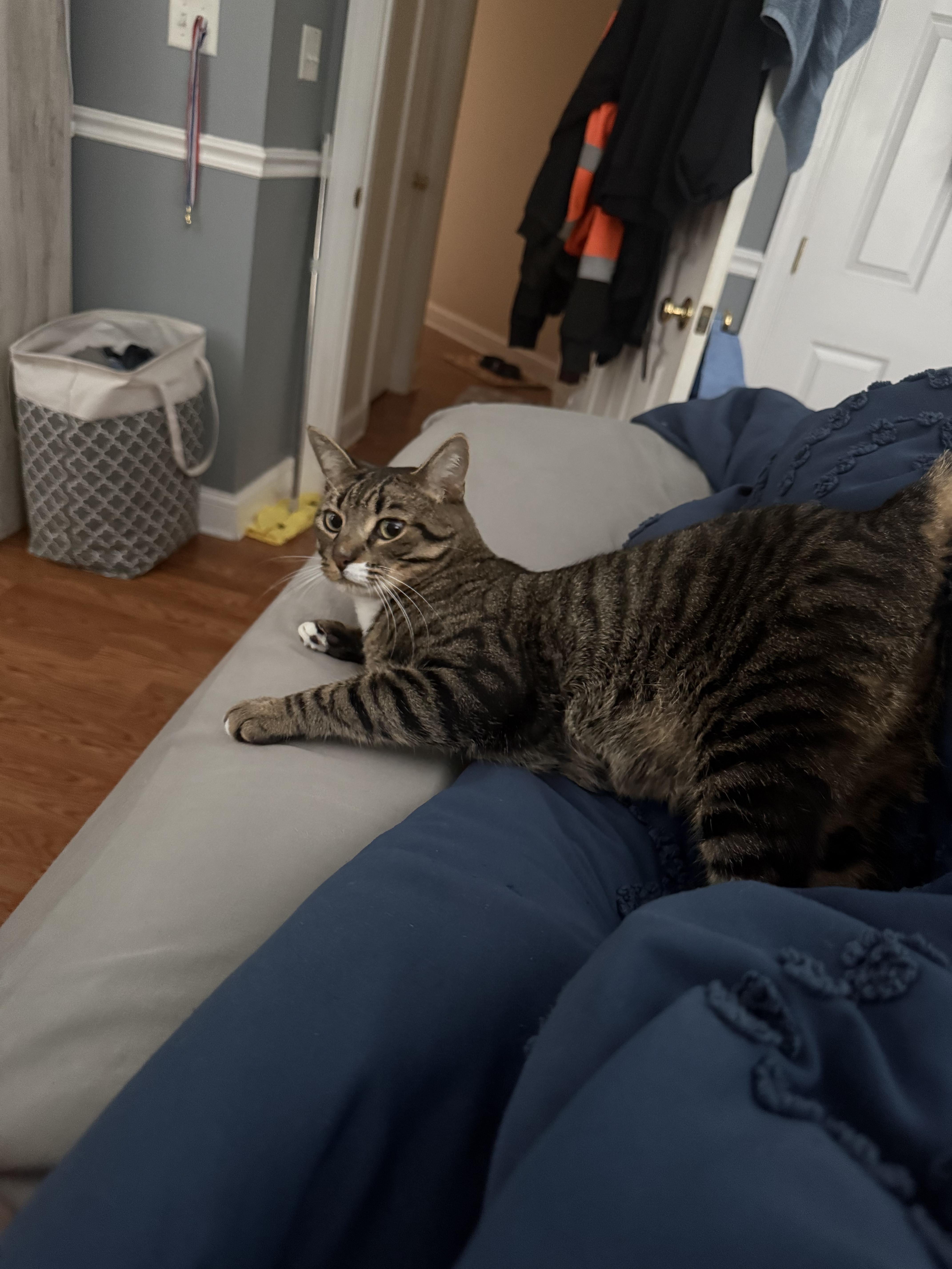 Enlarge Remy, a Adopted Domestic Short Hair in Odenton, MD image 5/6