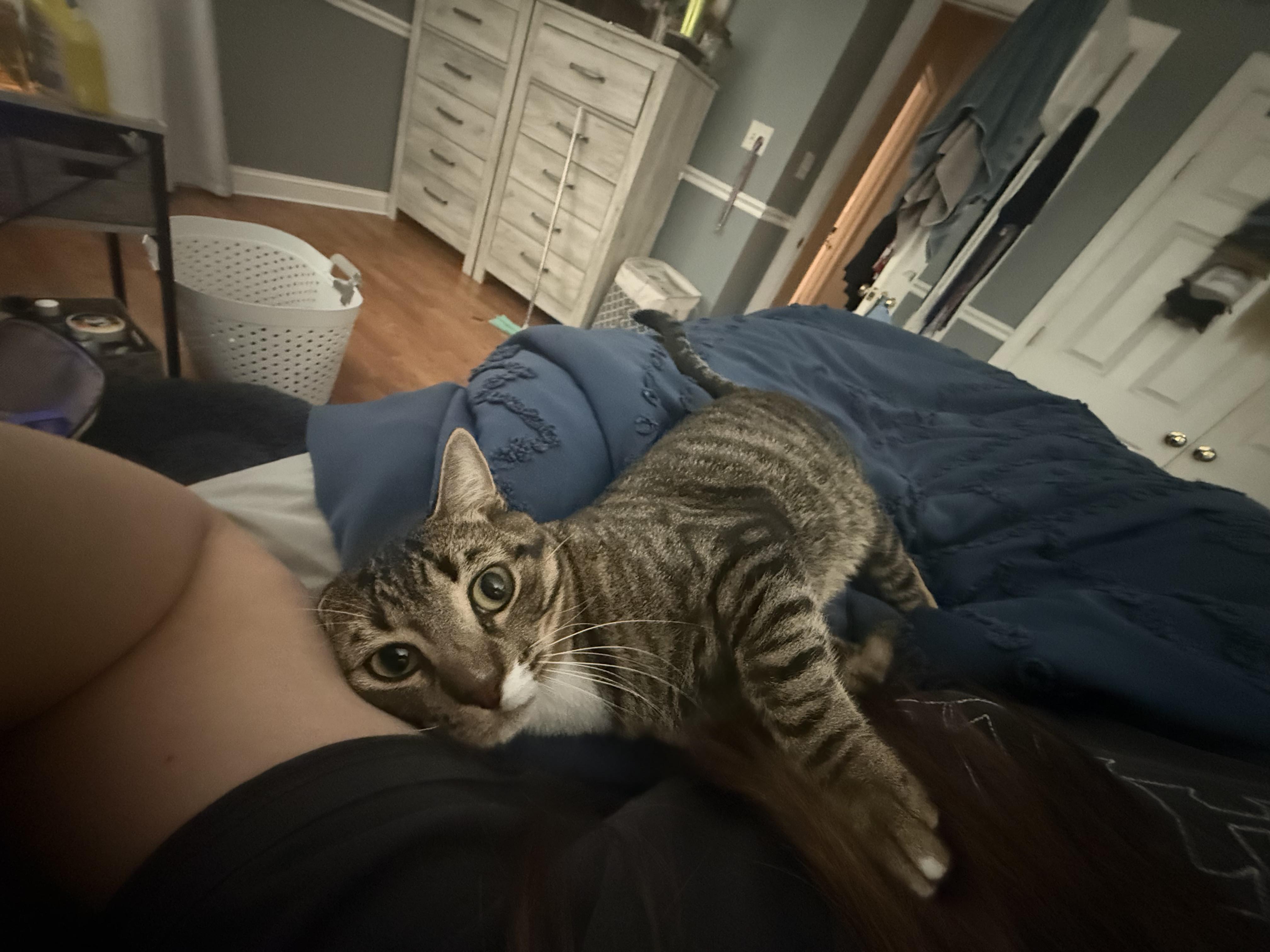 Remy, Adopted, Young Male Domestic Short Hair.