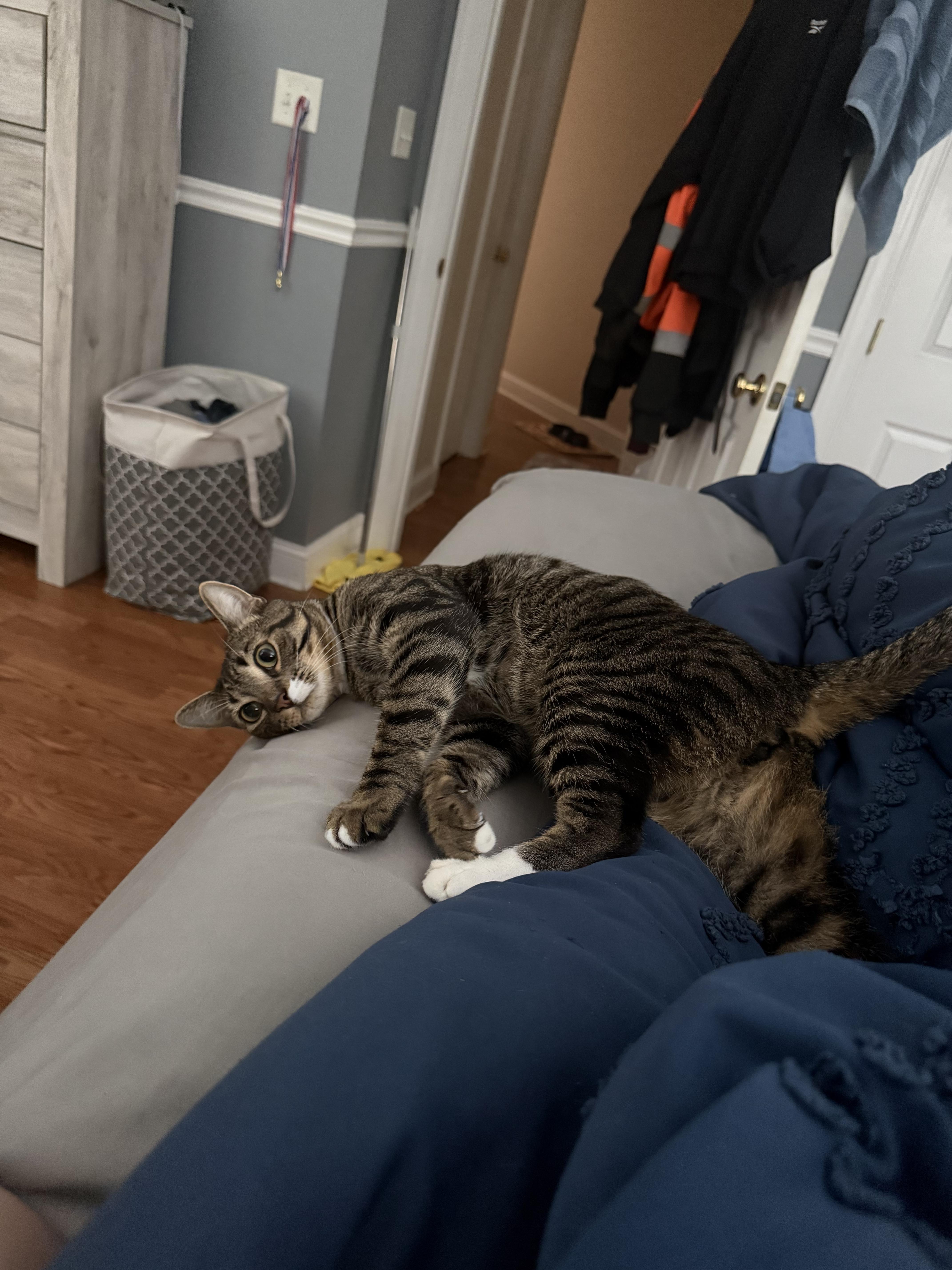 Enlarge Remy, a Adopted Domestic Short Hair in Odenton, MD image 6/6