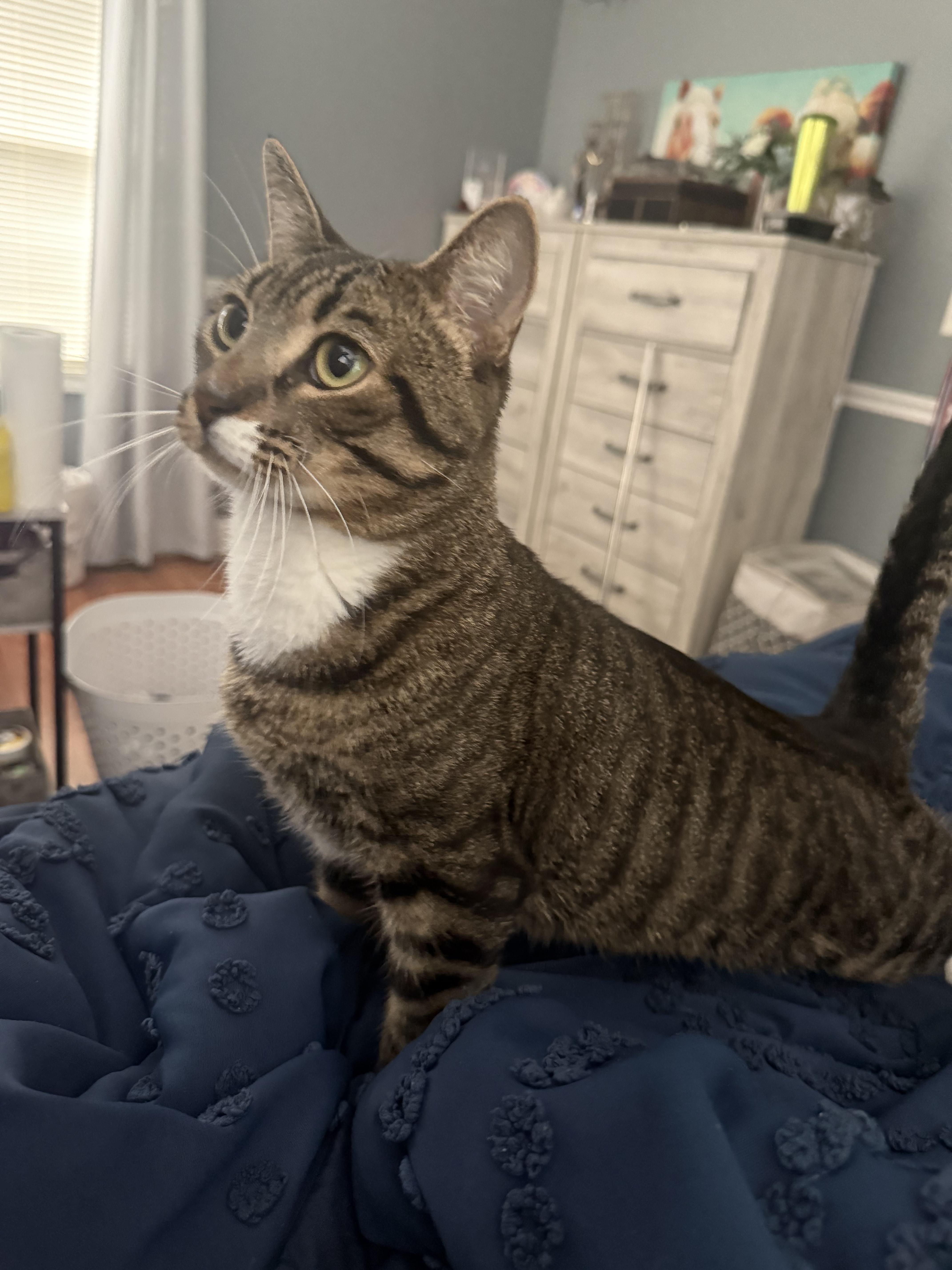 Enlarge Remy, a Adopted Domestic Short Hair in Odenton, MD image 3/6