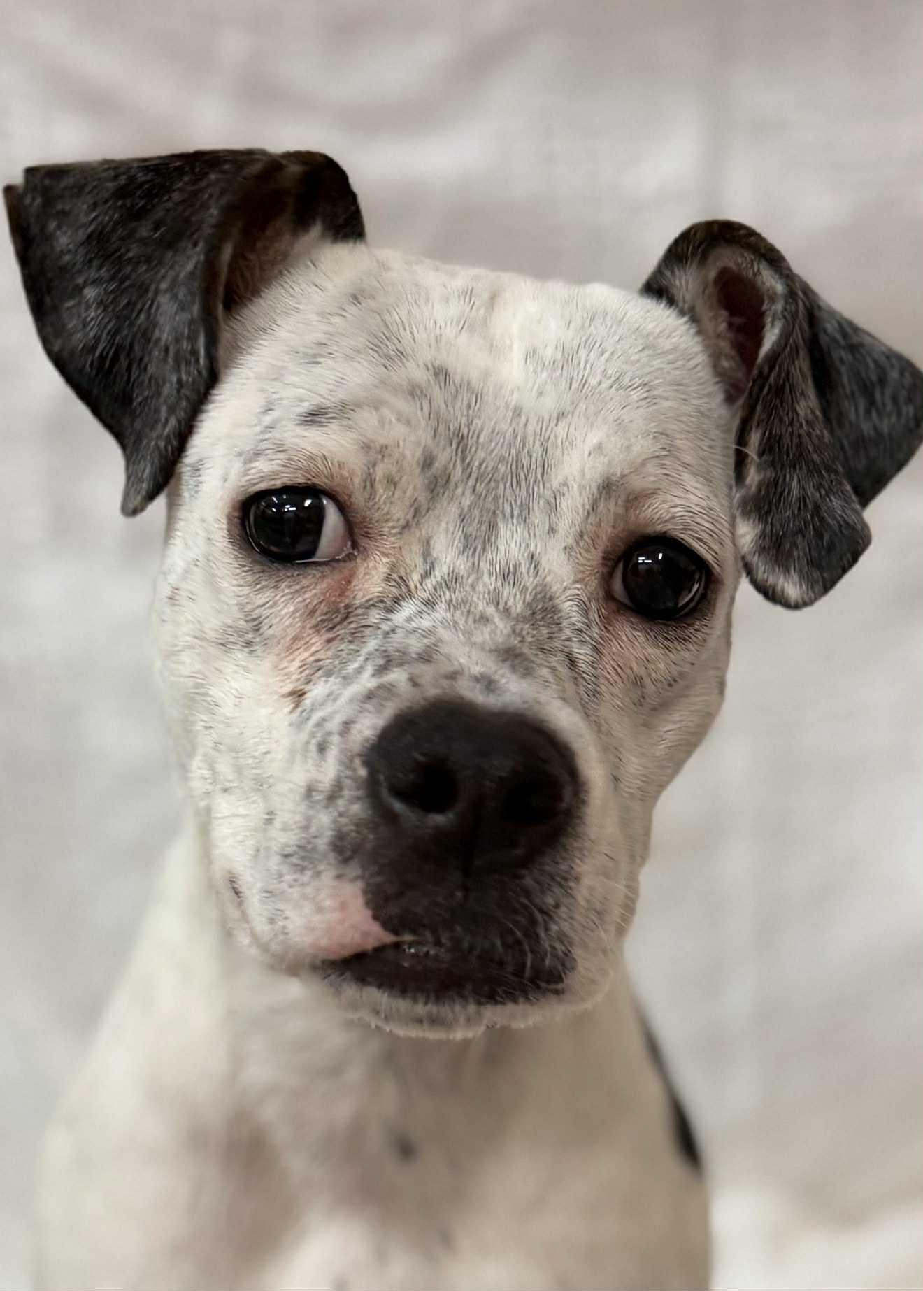 PENELOPE, ADOPTABLE, Young Female Pit Bull Terrier.