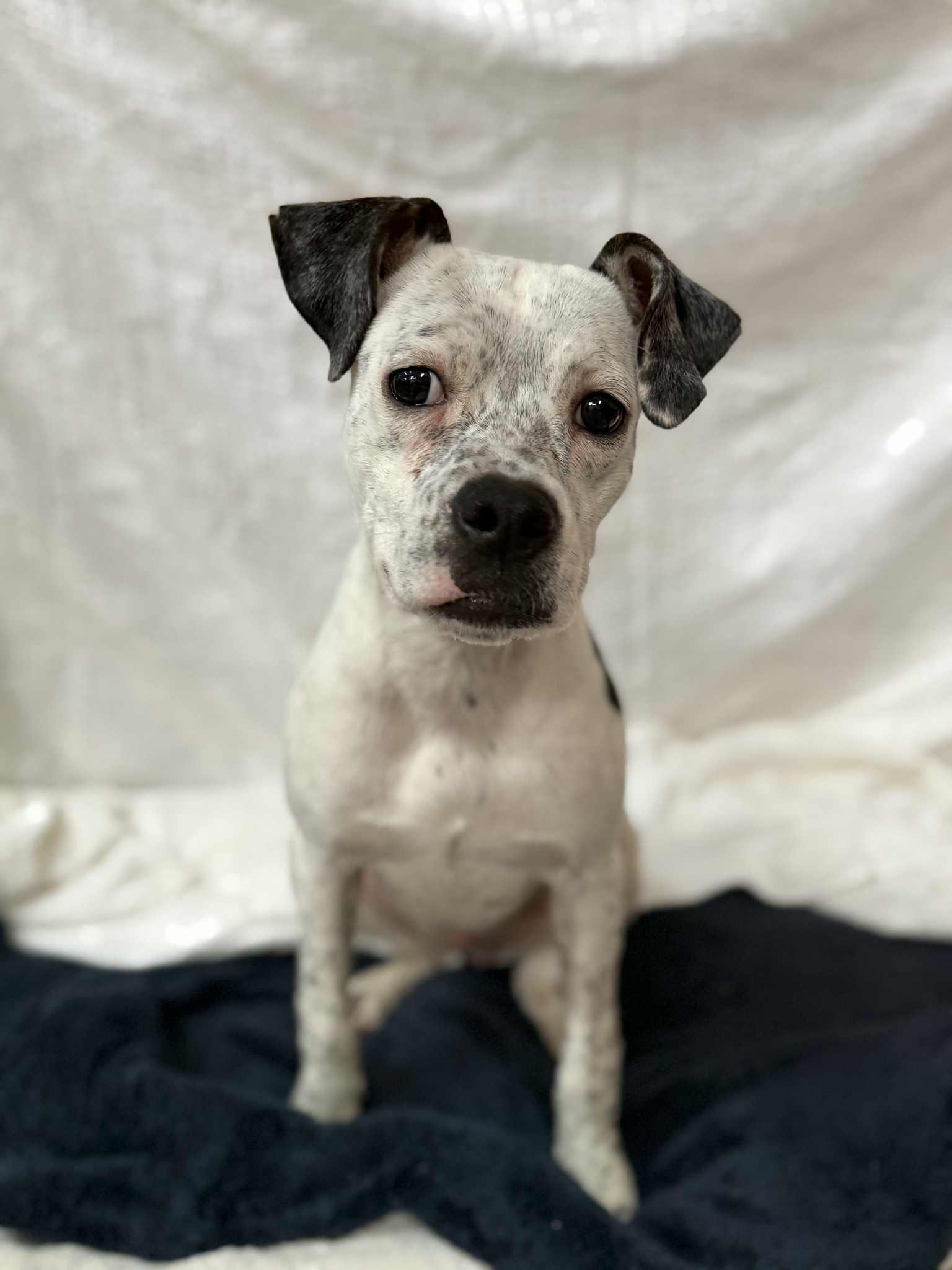 Enlarge PENELOPE, a ADOPTABLE Pit Bull Terrier in Port Clinton, OH image 2/2