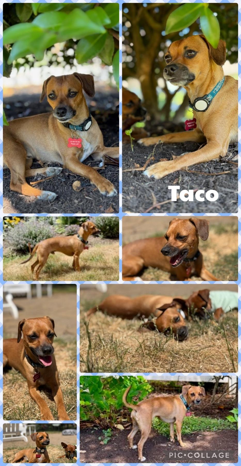 Taco, Adoptable, Adult Male Chihuahua & Dachshund.