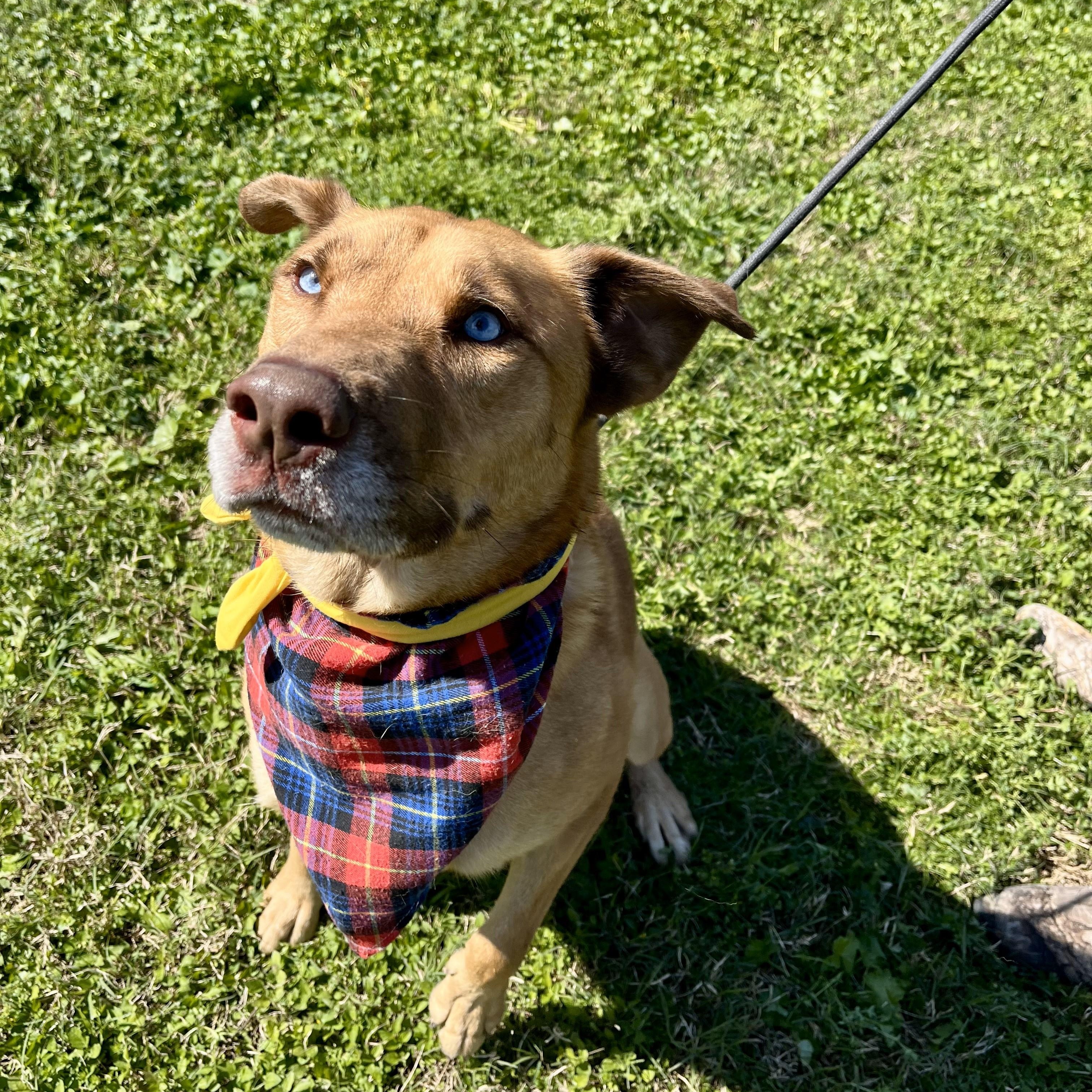 Tiki — thumbnail 5