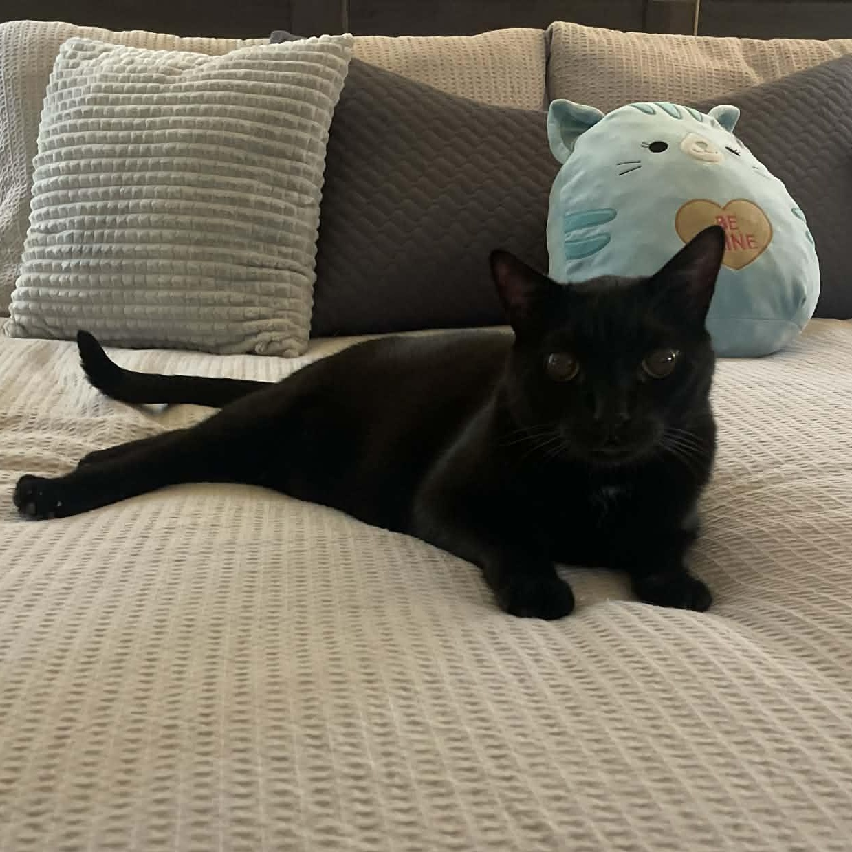 Pepper, ADOPTABLE, Adult Male Domestic Short Hair.