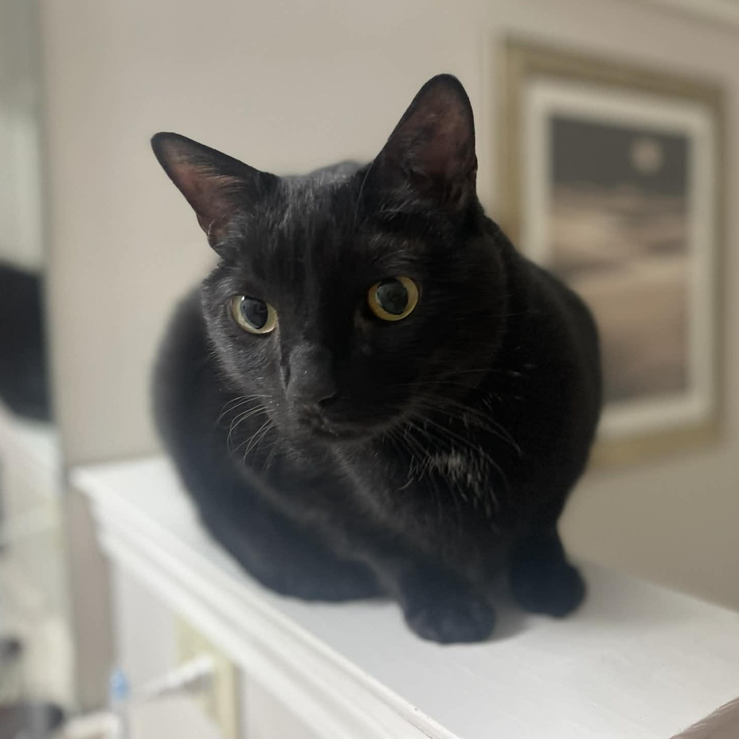 Enlarge Pepper, a ADOPTABLE Domestic Short Hair in Memphis, TN image 2/3