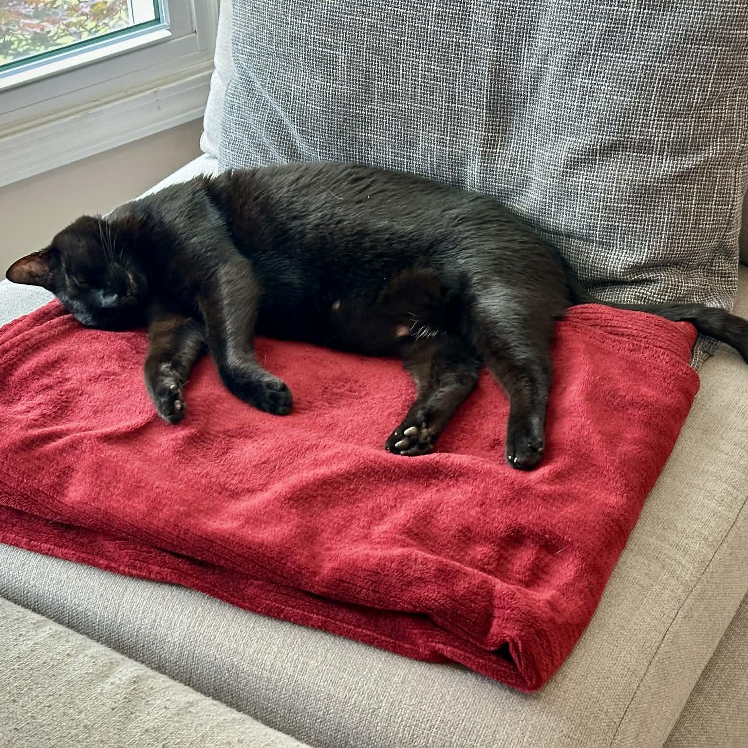 Enlarge Pepper, a ADOPTABLE Domestic Short Hair in Memphis, TN image 3/3