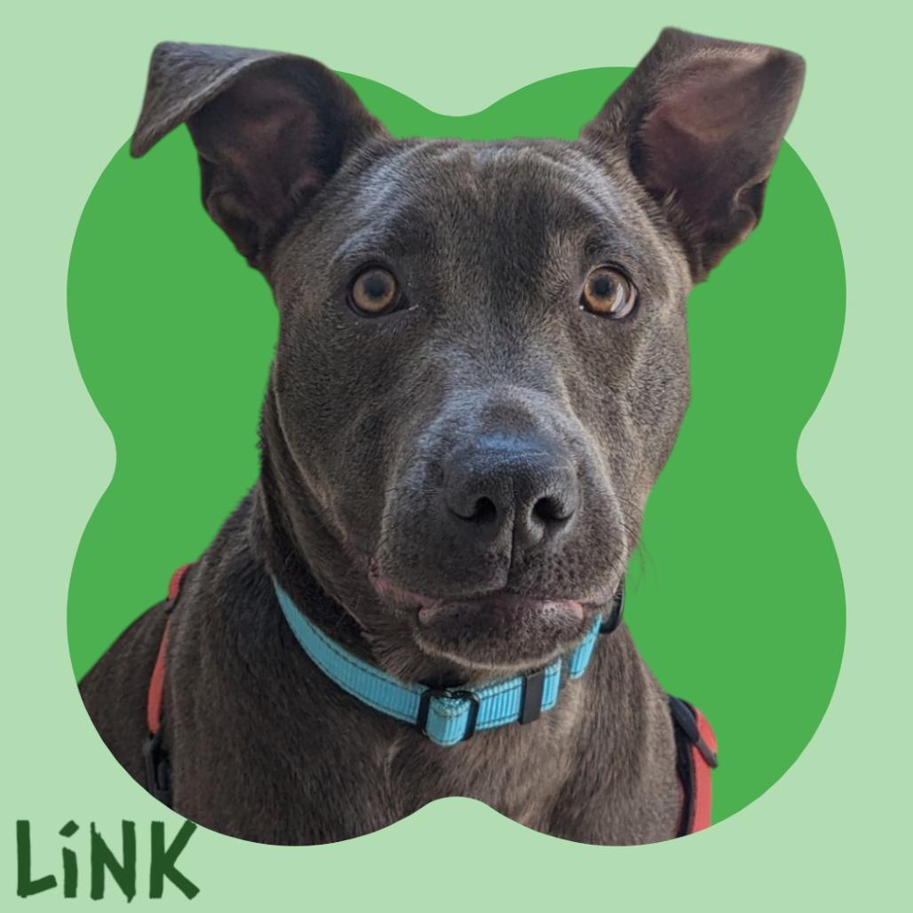 Link Luxe, ADOPTABLE, Adult Male Mixed Breed.