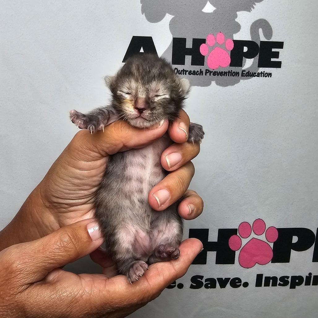 Enlarge Sneezy, a Adoptable mixed breed in Milton, FL image 1/2