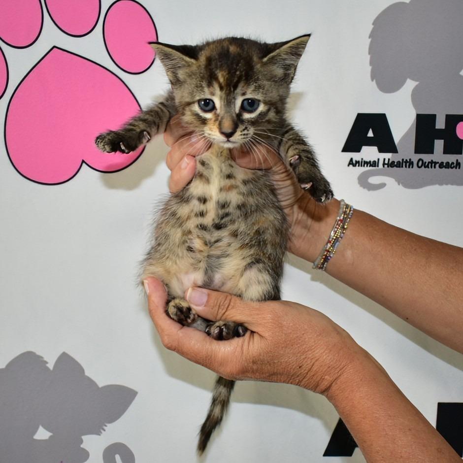 Enlarge Sneezy, a Adoptable mixed breed in Milton, FL image 2/6