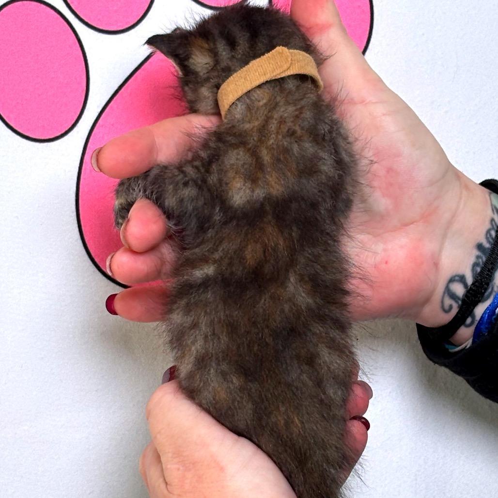 Enlarge Sneezy, a Adoptable mixed breed in Milton, FL image 3/6