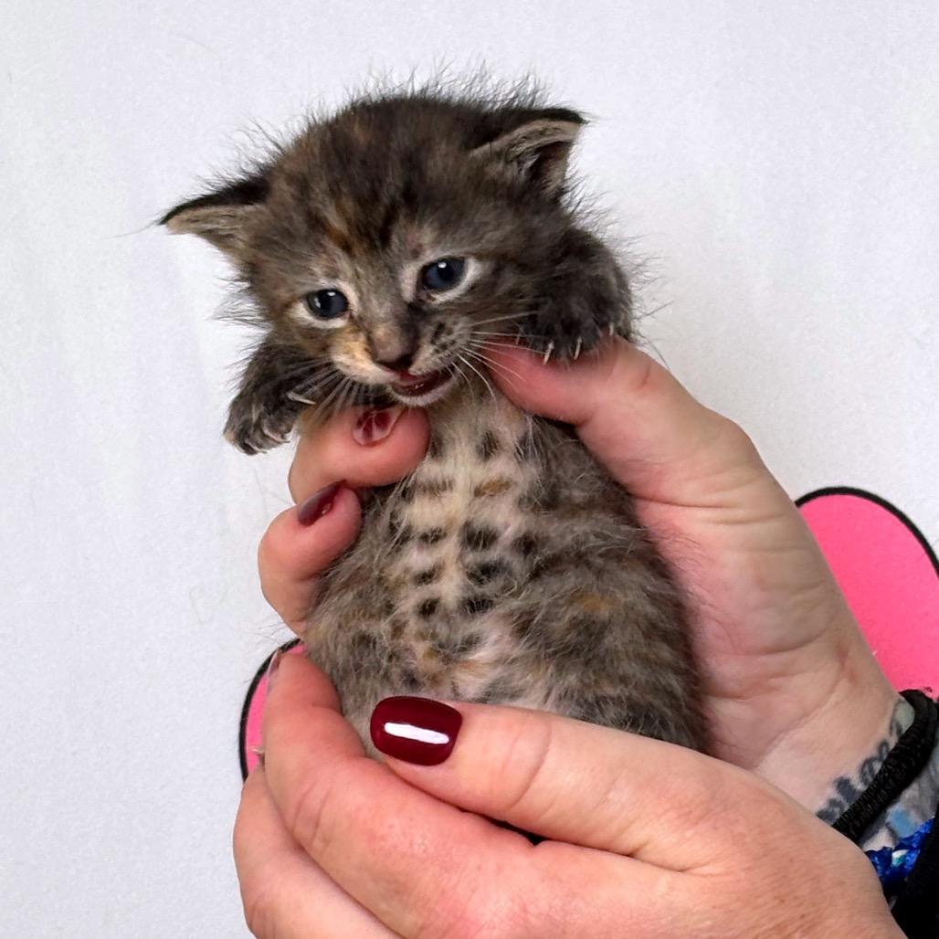 Enlarge Sneezy, a Adoptable mixed breed in Milton, FL image 4/6