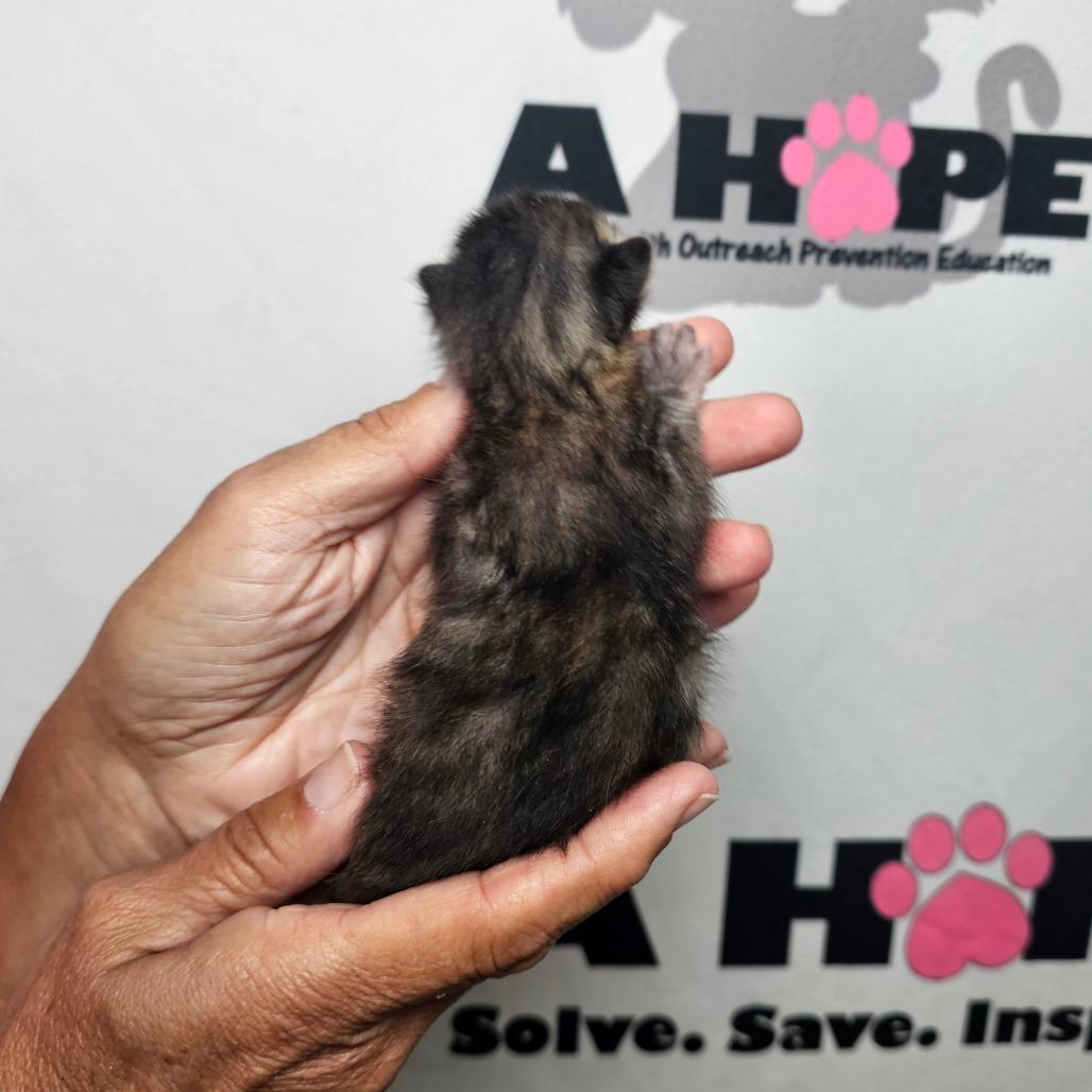 Enlarge Sneezy, a Adoptable mixed breed in Milton, FL image 2/2