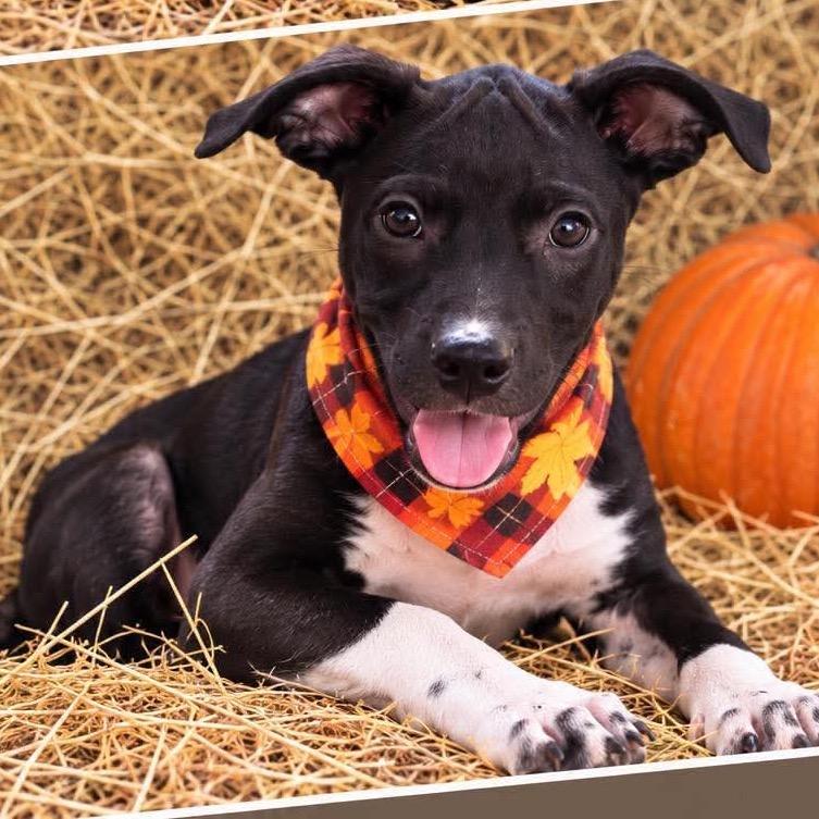 Frankie, Adoptable, Puppy Male Labrador Retriever & Terrier.